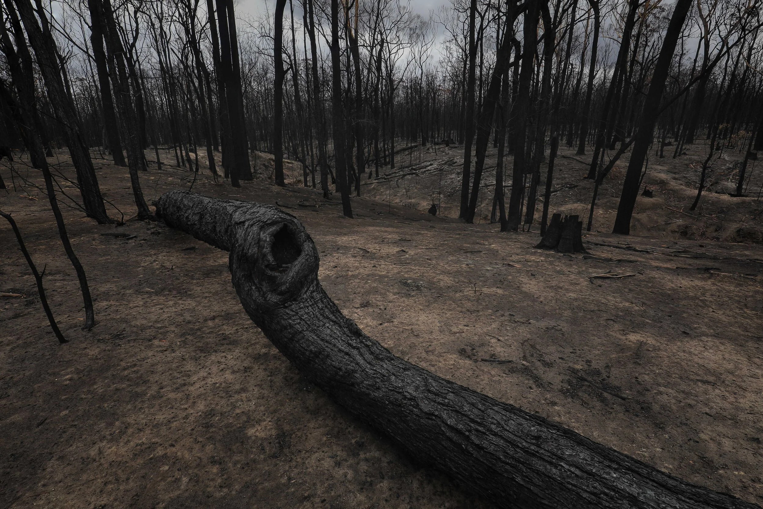 Bushfire aftermath with blackened trees, scorched earth, and signs of environmental damage