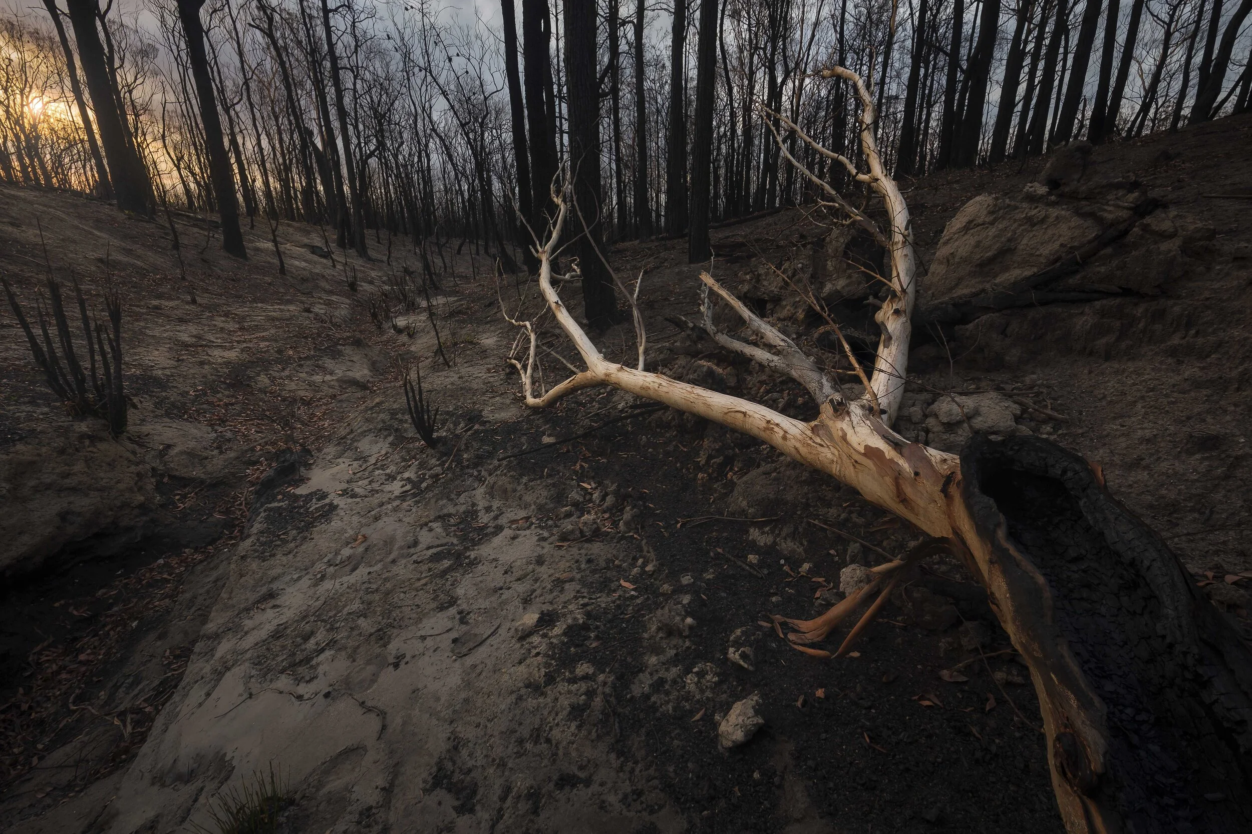 Bushfire aftermath with blackened trees, scorched earth, and signs of environmental damage