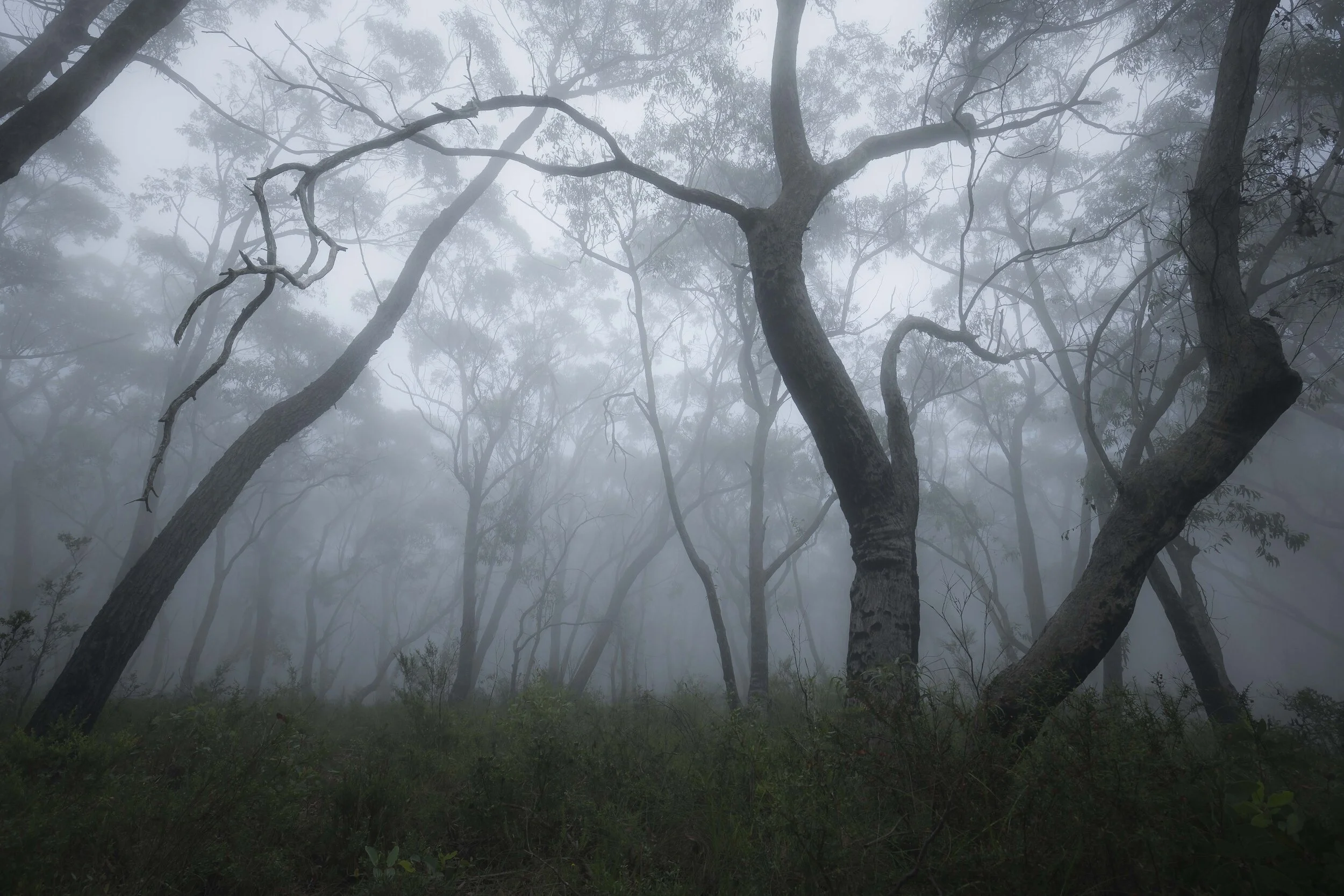 Dense forest shrouded in thick fog with trees barely visible in the mist