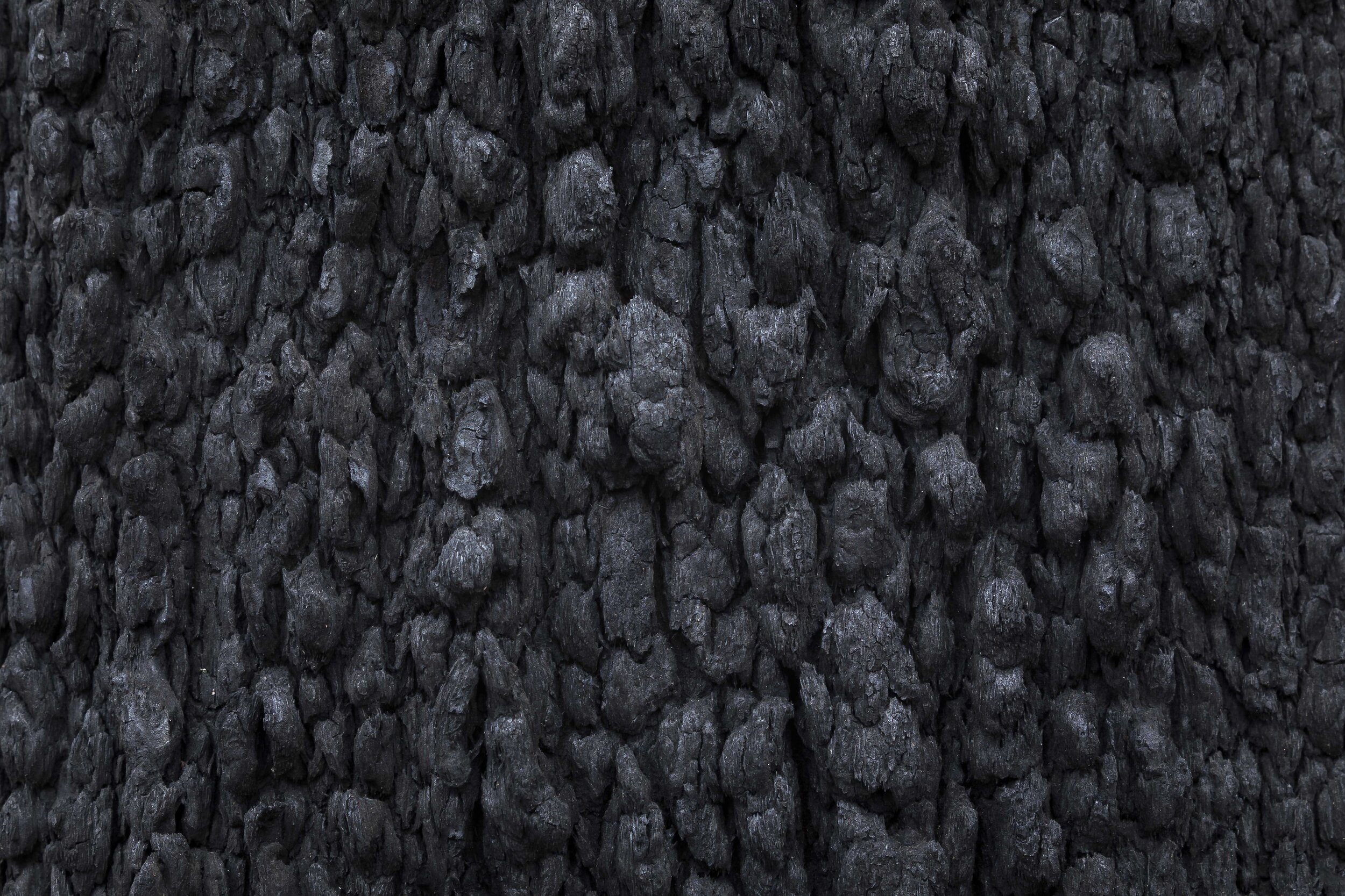 Close-up of burnt tree bark showing cracked and blackened texture