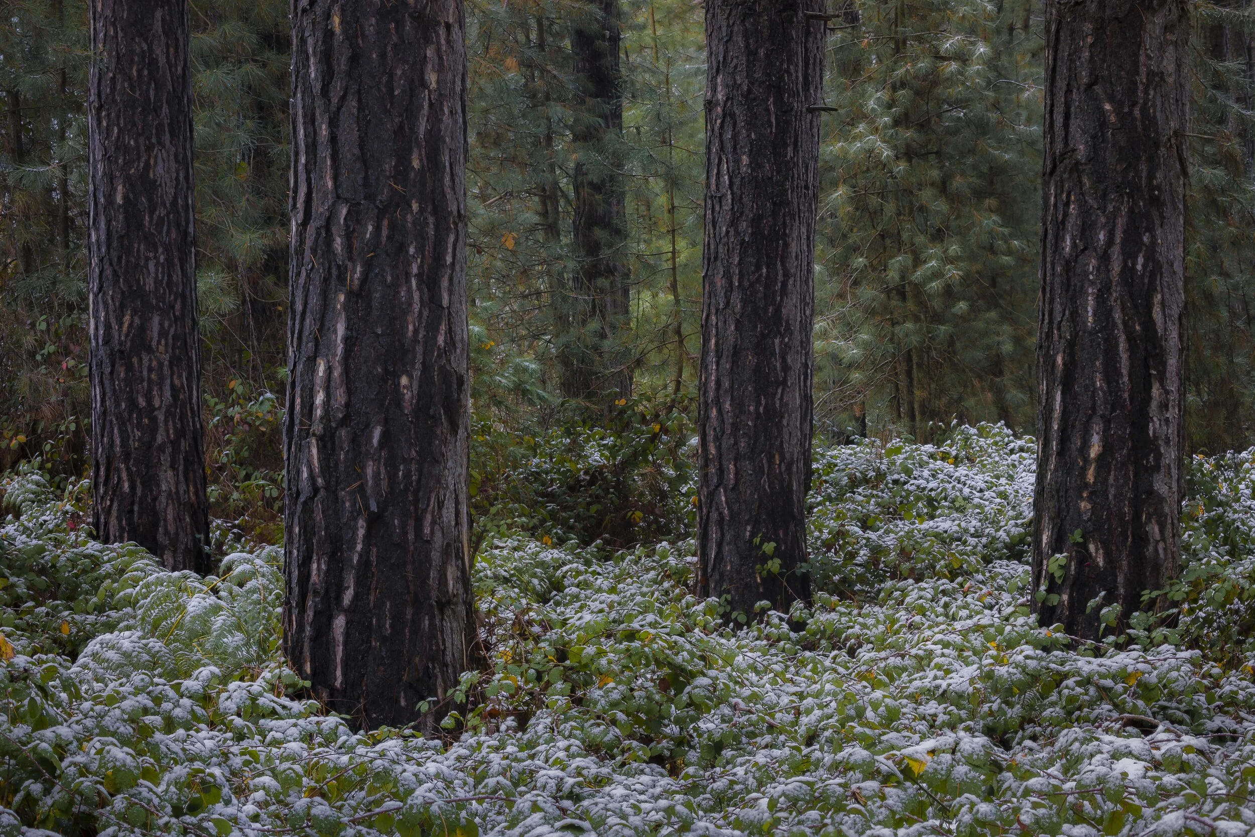 Pine trees standing over snow-covered undergrowth in a winter forest