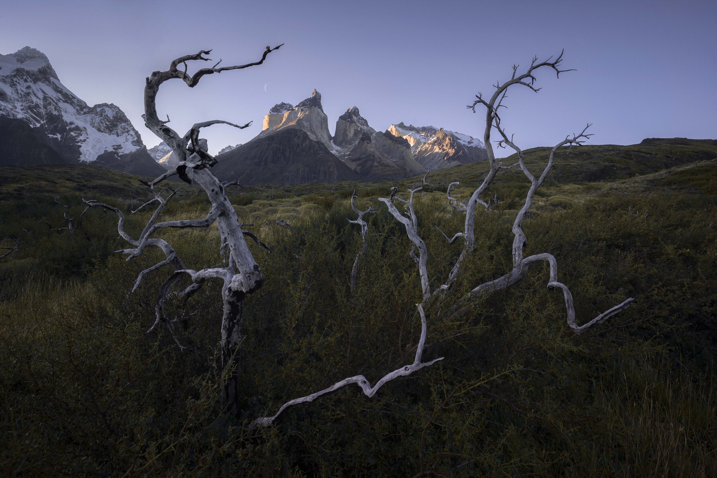 Torres del Paine dead trees at sunset