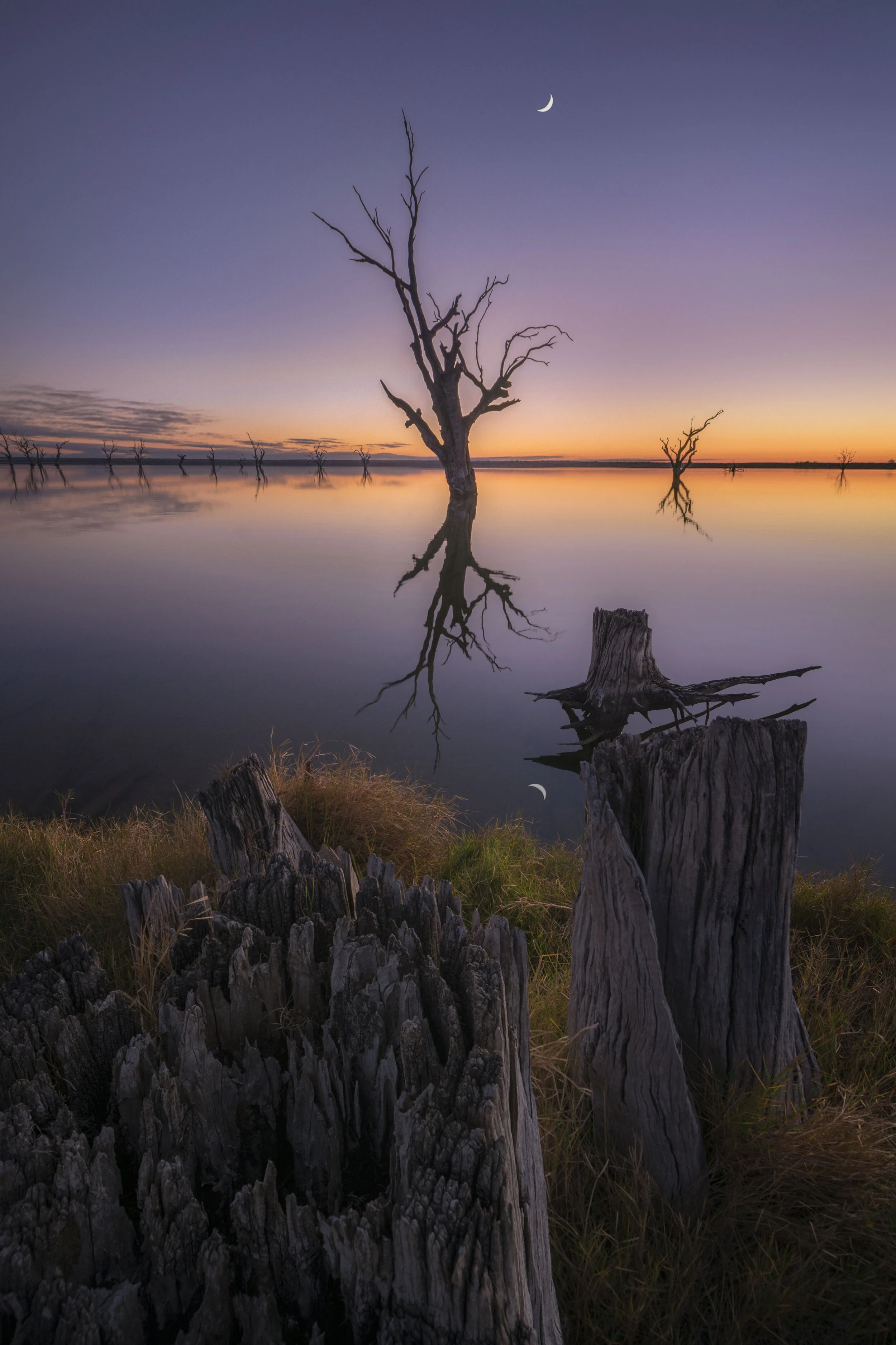 Lone trees in a lake under the moon