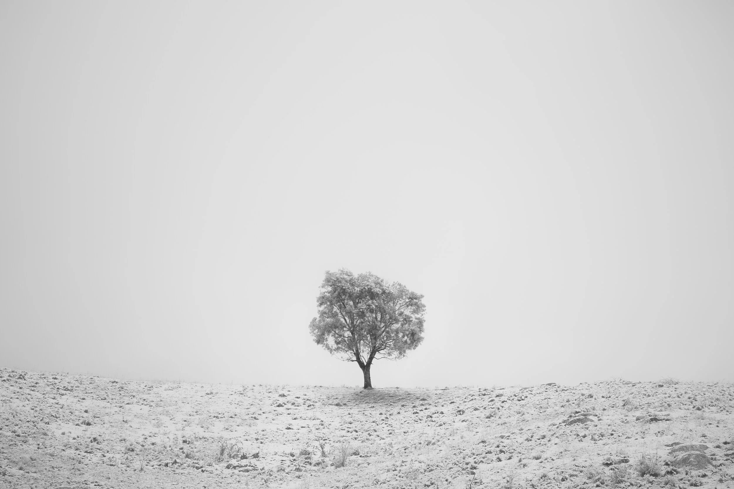 Black and white photograph of a solitary tree on a hill