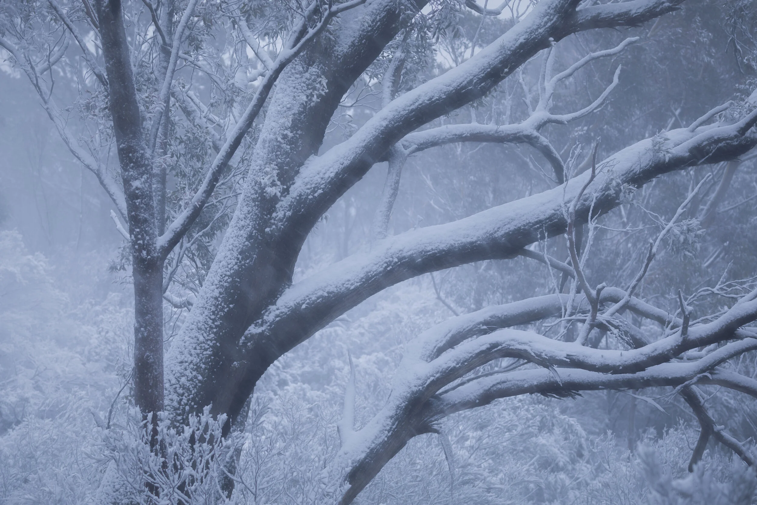 Australian tree with branches coated in snow