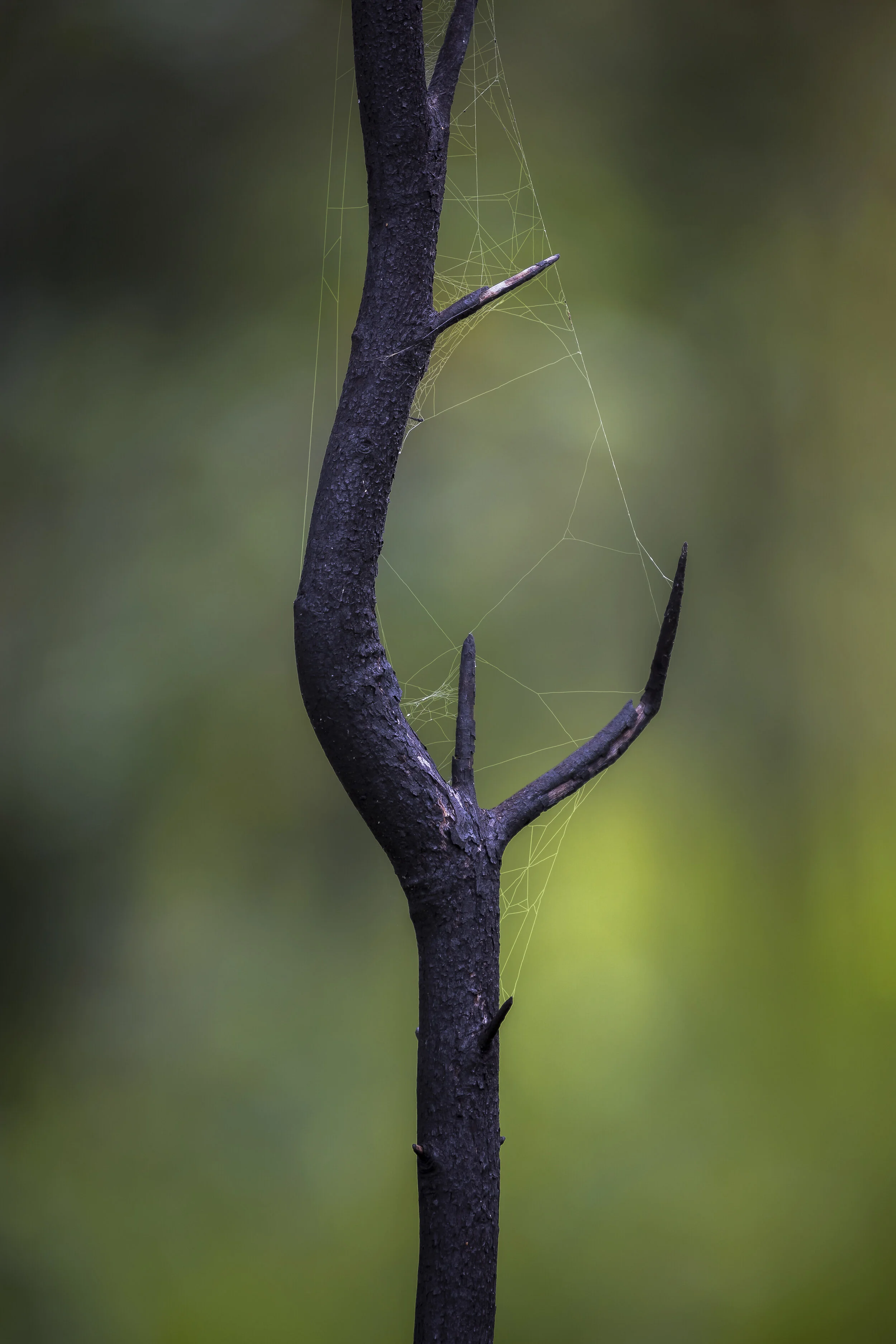 Burnt tree branch with a spider web around it