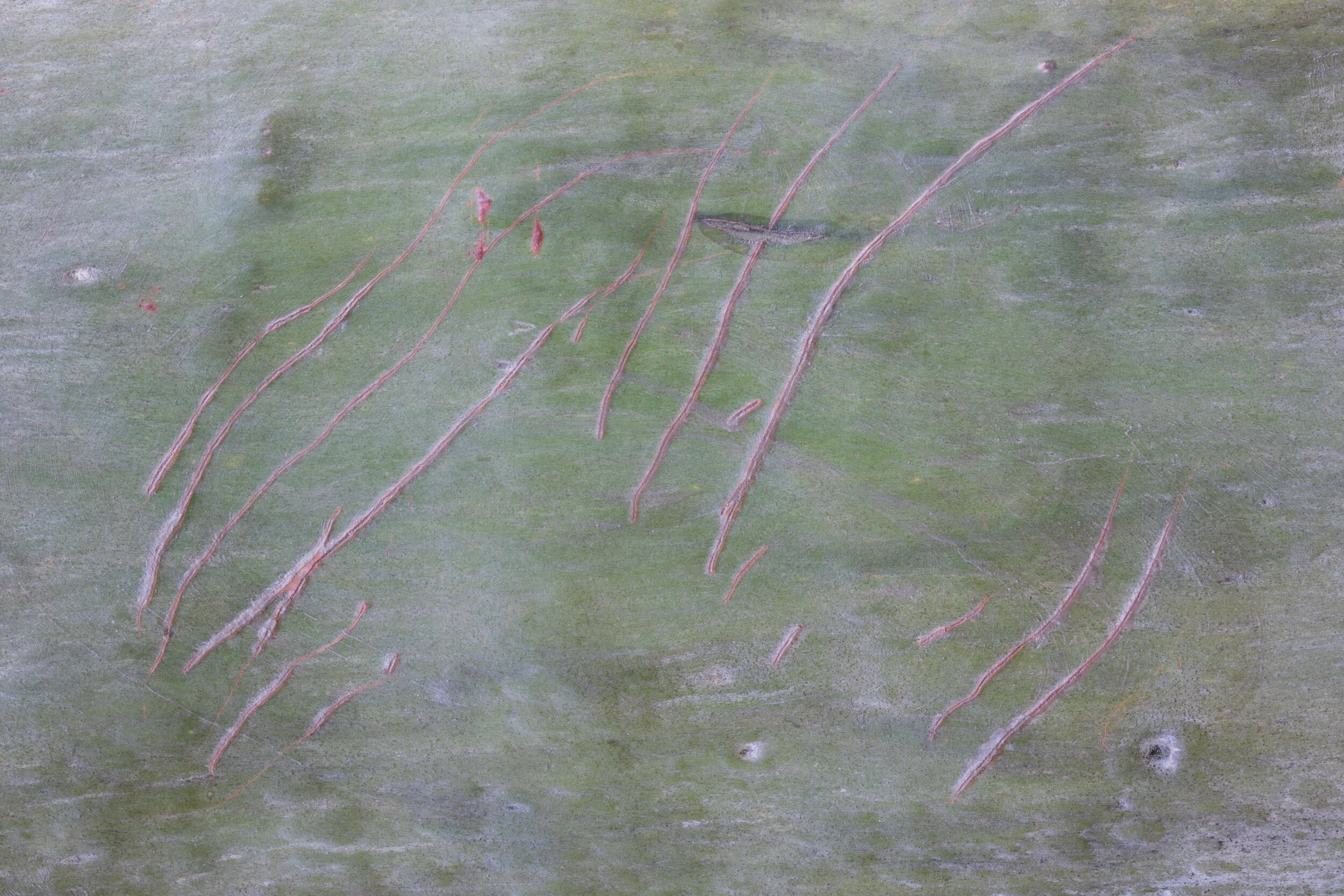 Scratches from a possum on tree bark