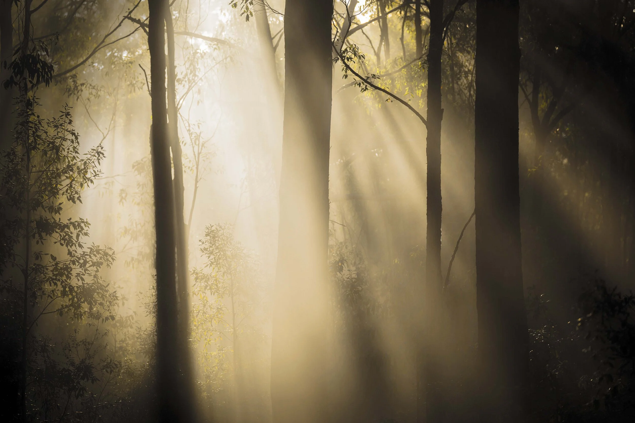 Sunlight streaming through the branches of tall trees in a forest