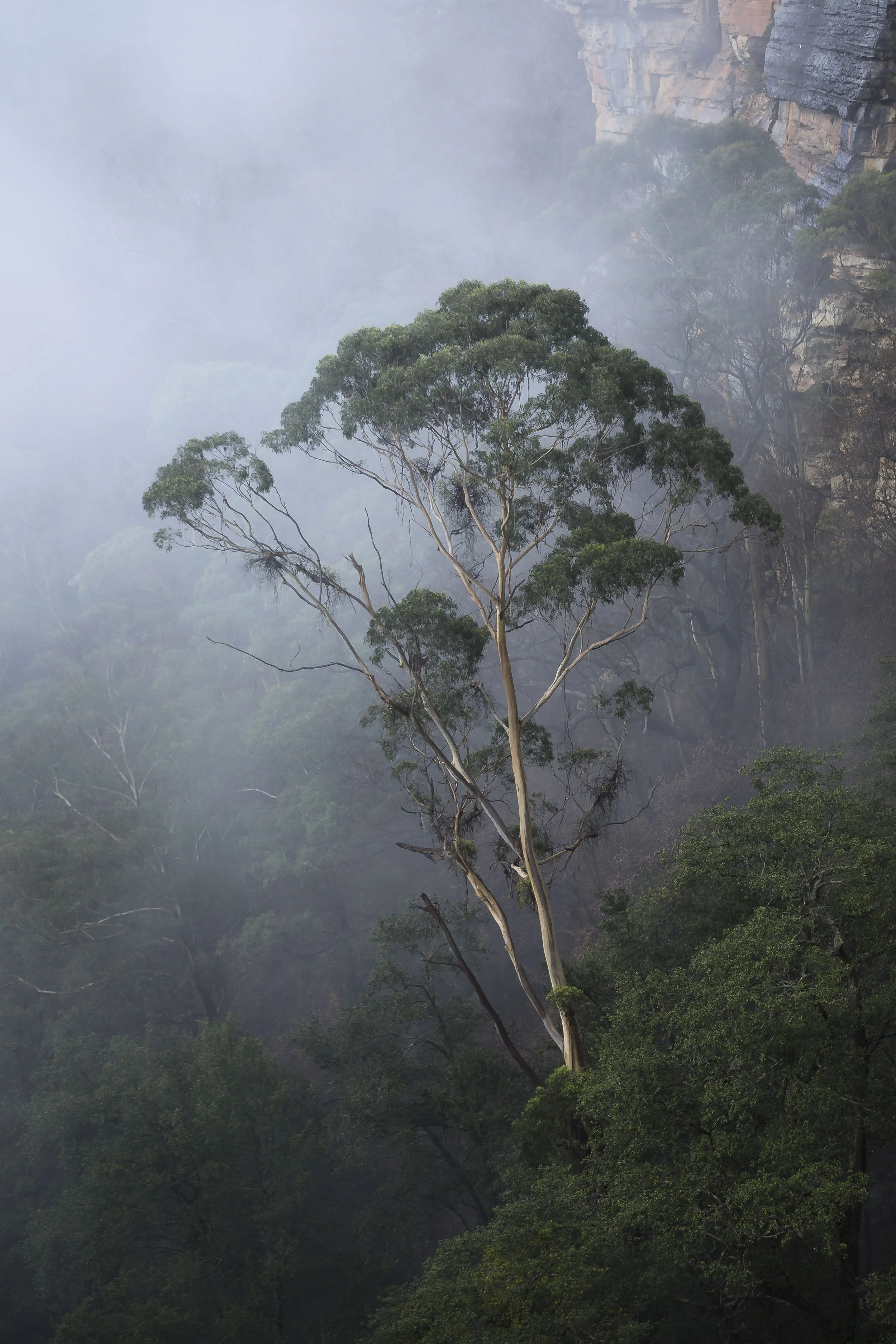 Single eucalyptus tree standing alone in dense fog