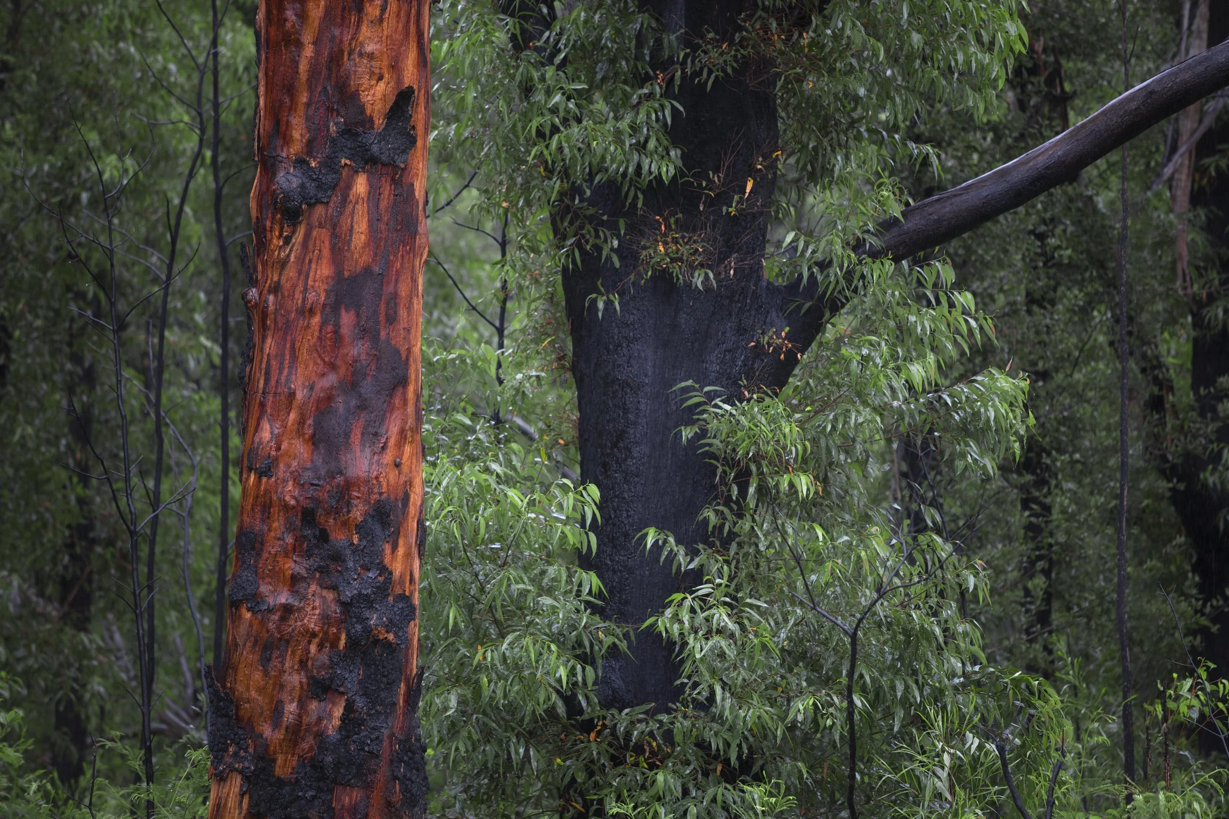 Bushfire burnt forest landscape showing tree damage and early regrowth after wildfire