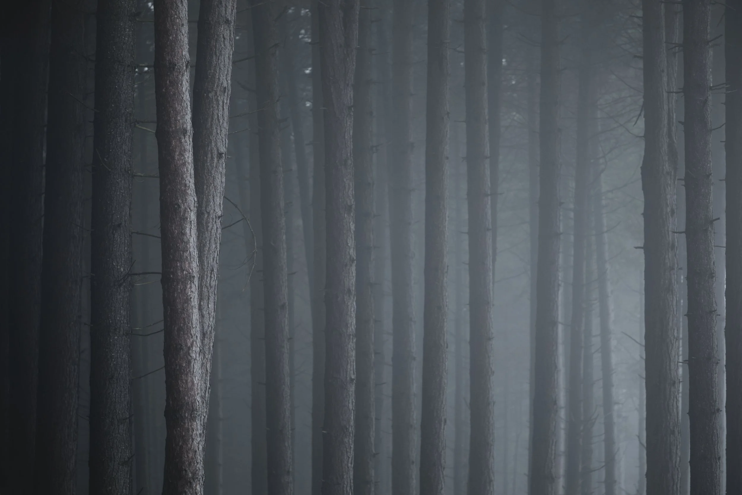 Multiple tree trunks fading into thick fog, creating layered depth in a forest
