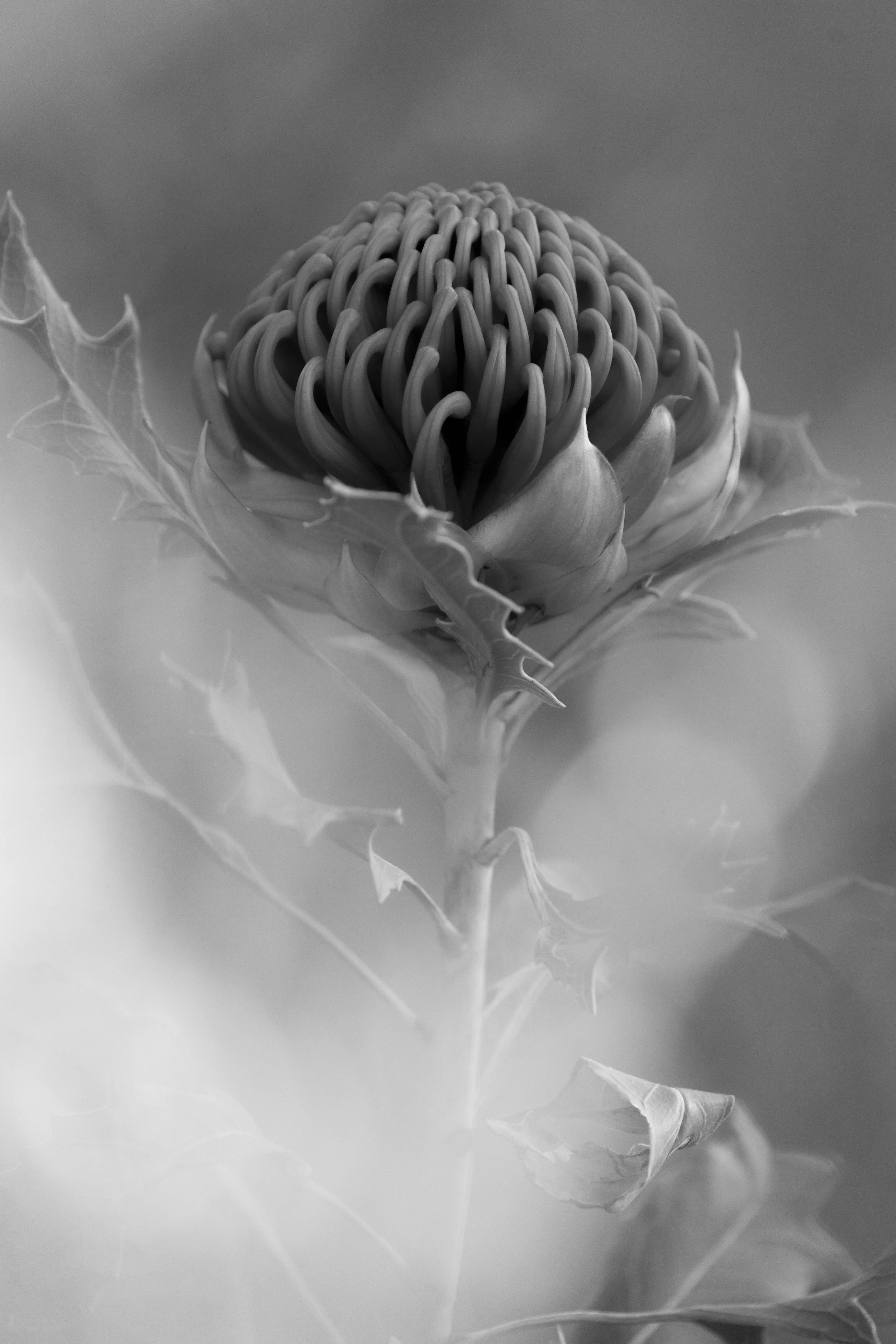 Black and white close-up of a waratah highlighting textures