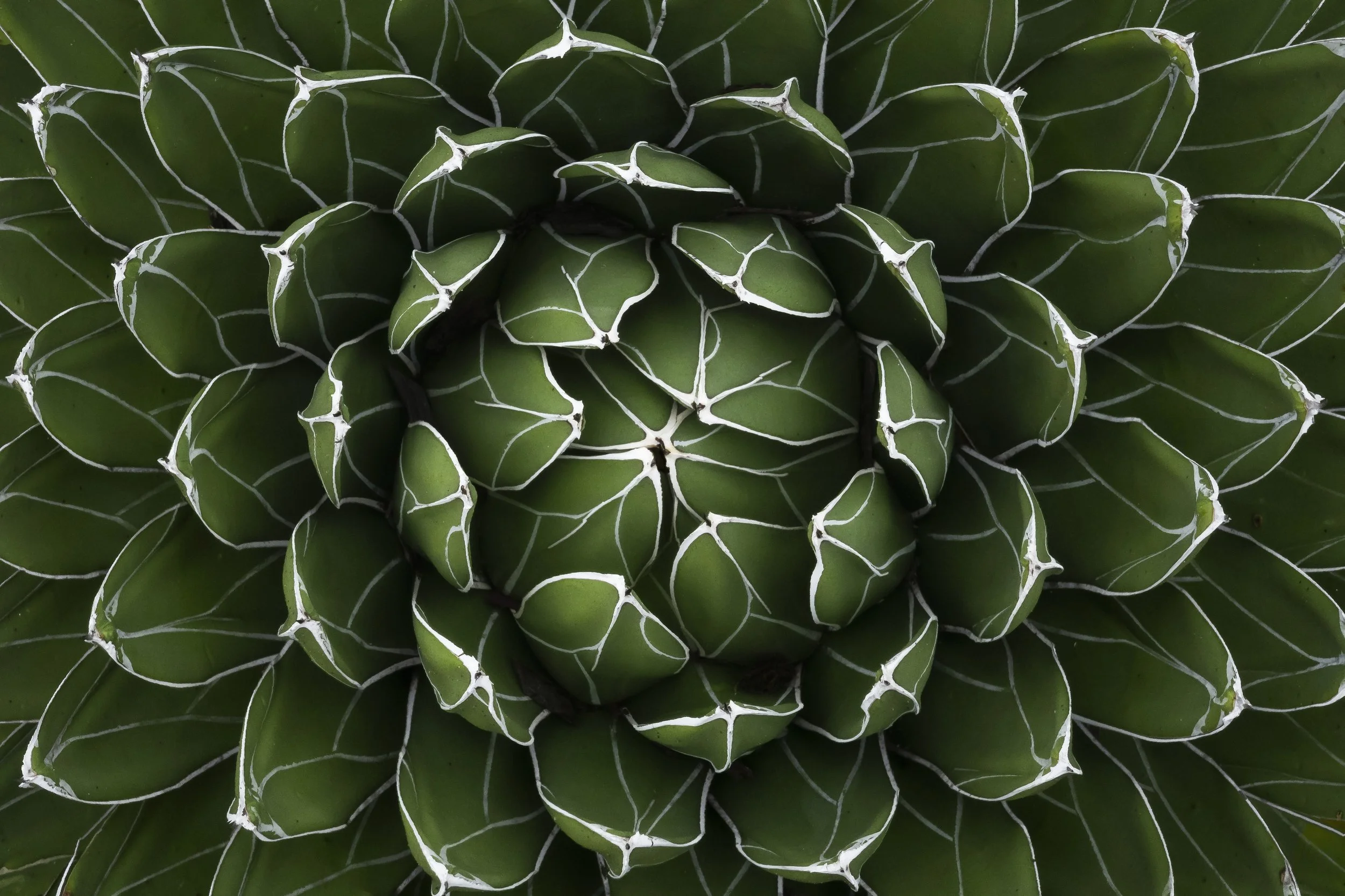 Close-up of an Agavaceae plant showing detailed leaf structure