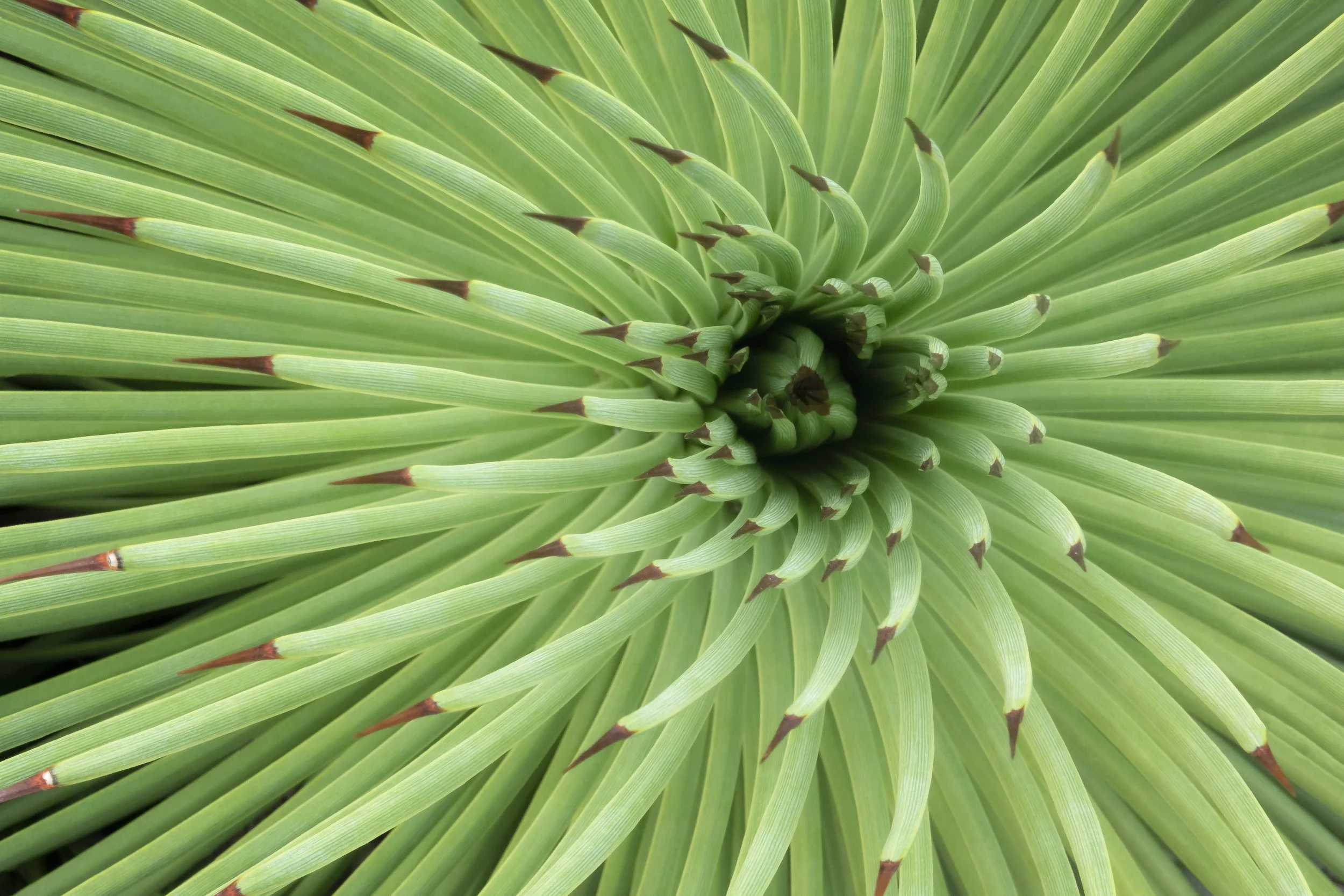Close-up showing sharp, pointed leaves of a spiky plant