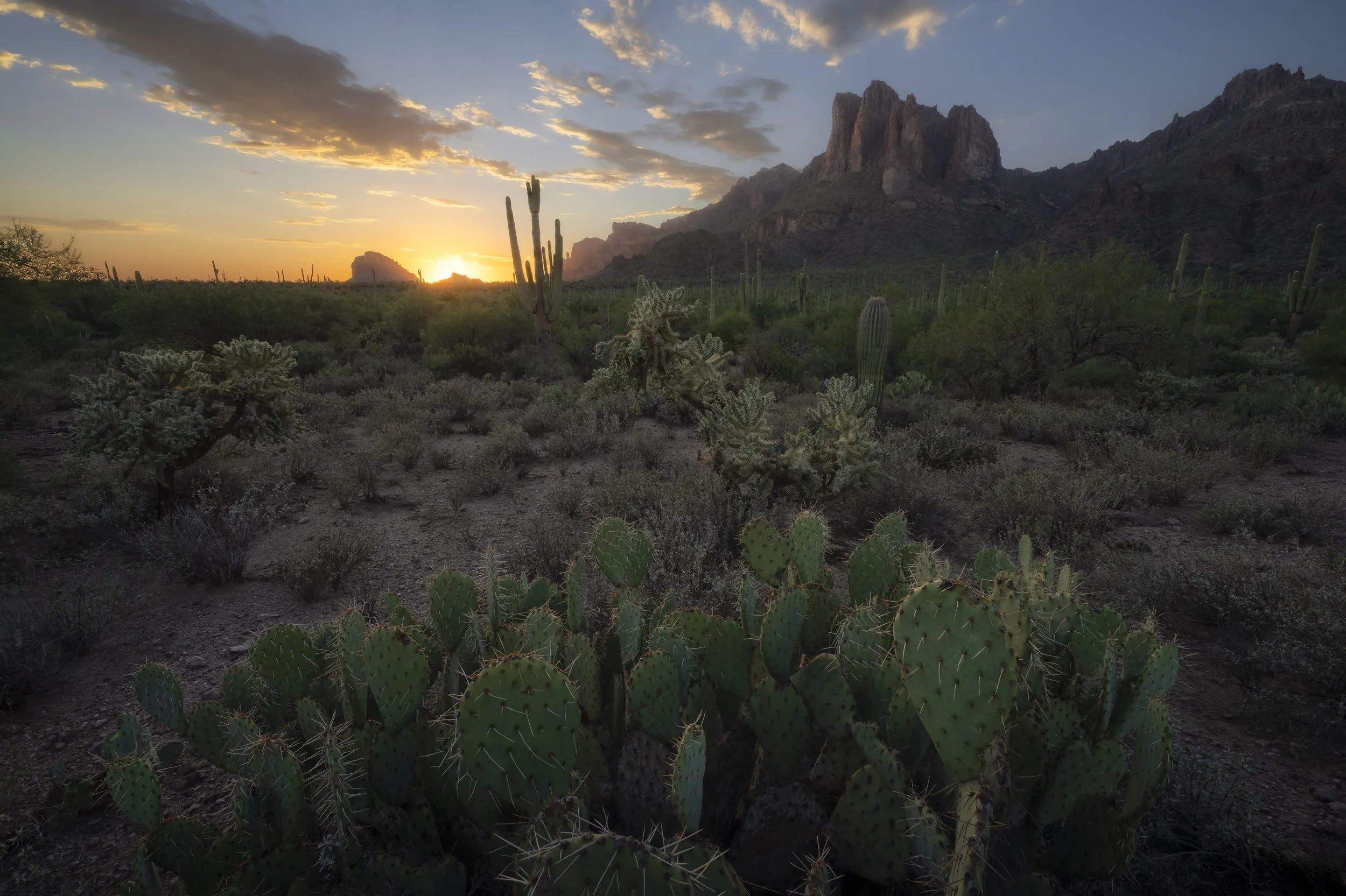 Superstition Mountains sunset with cacti, Phoenix