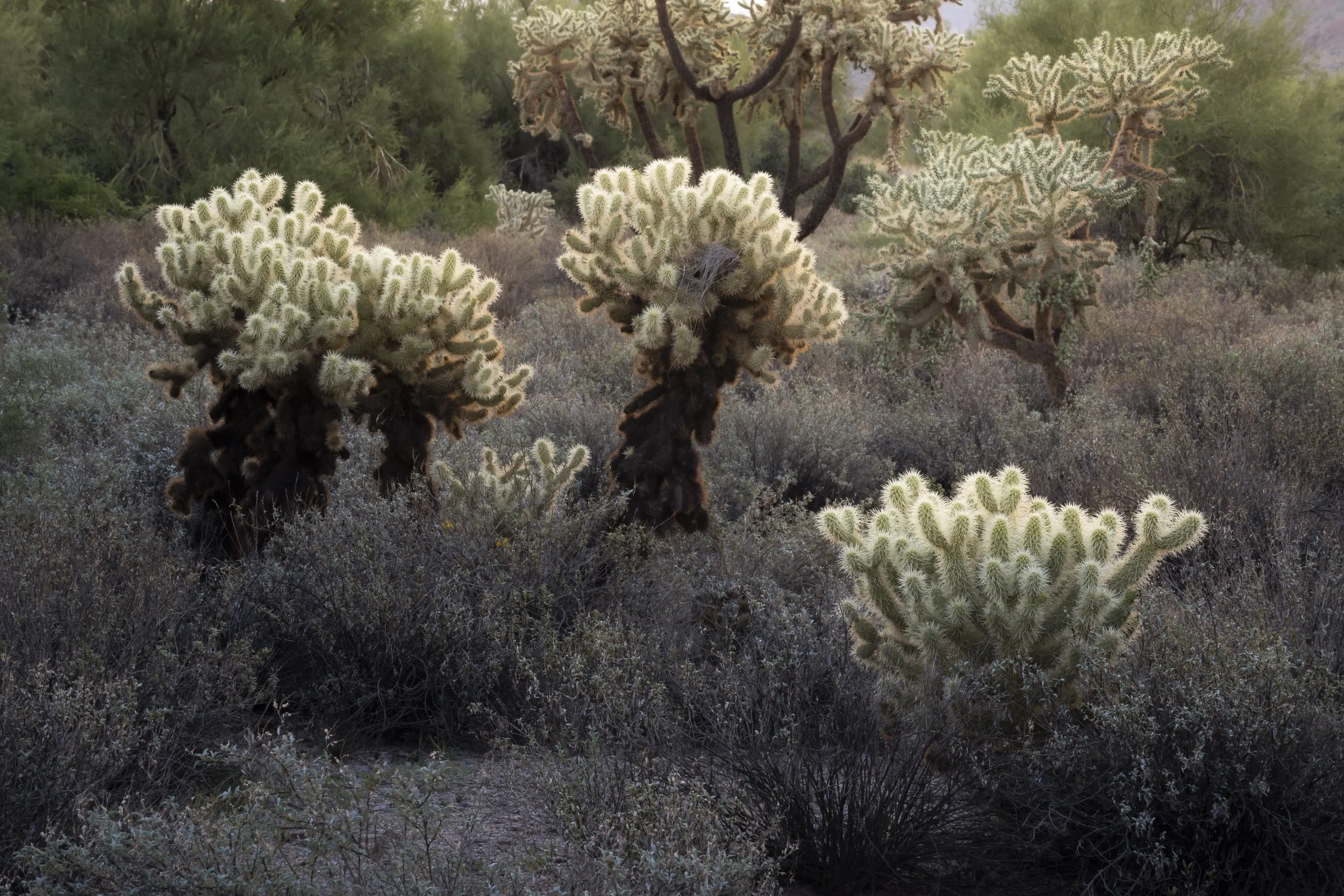 Small cluster of cactus plants growing closely together