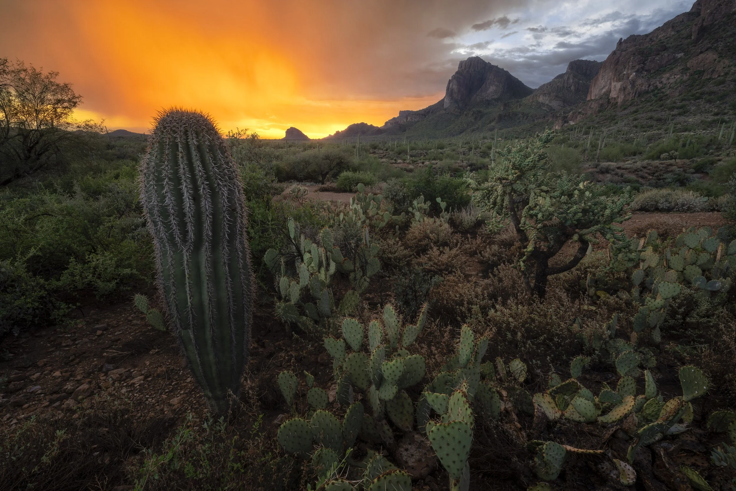 Colorful sunset over the Superstition Mountains near Phoenix, Arizona, with desert cacti in the foreground