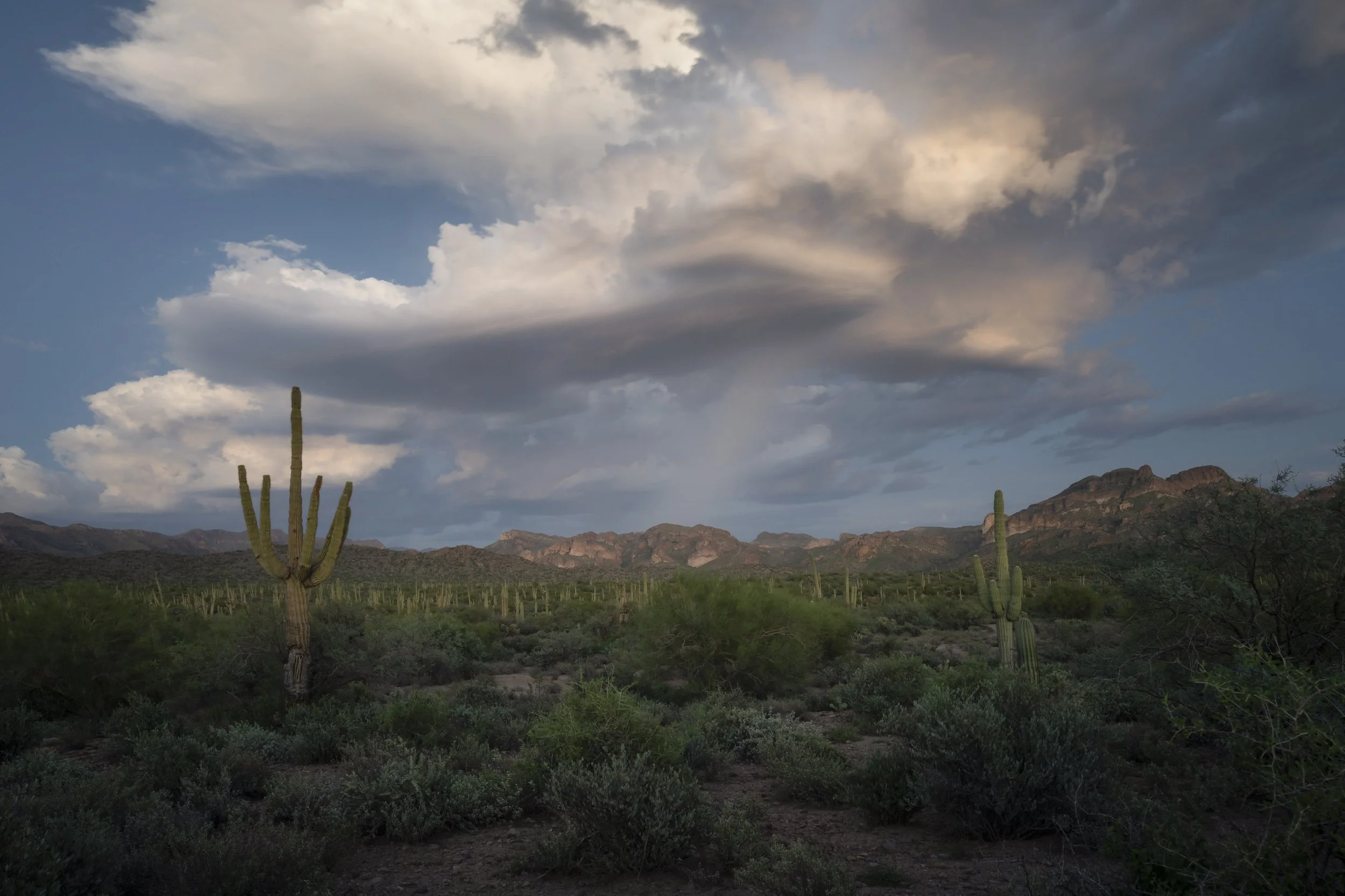 Lightning storm above cacti in the Arizona desert
