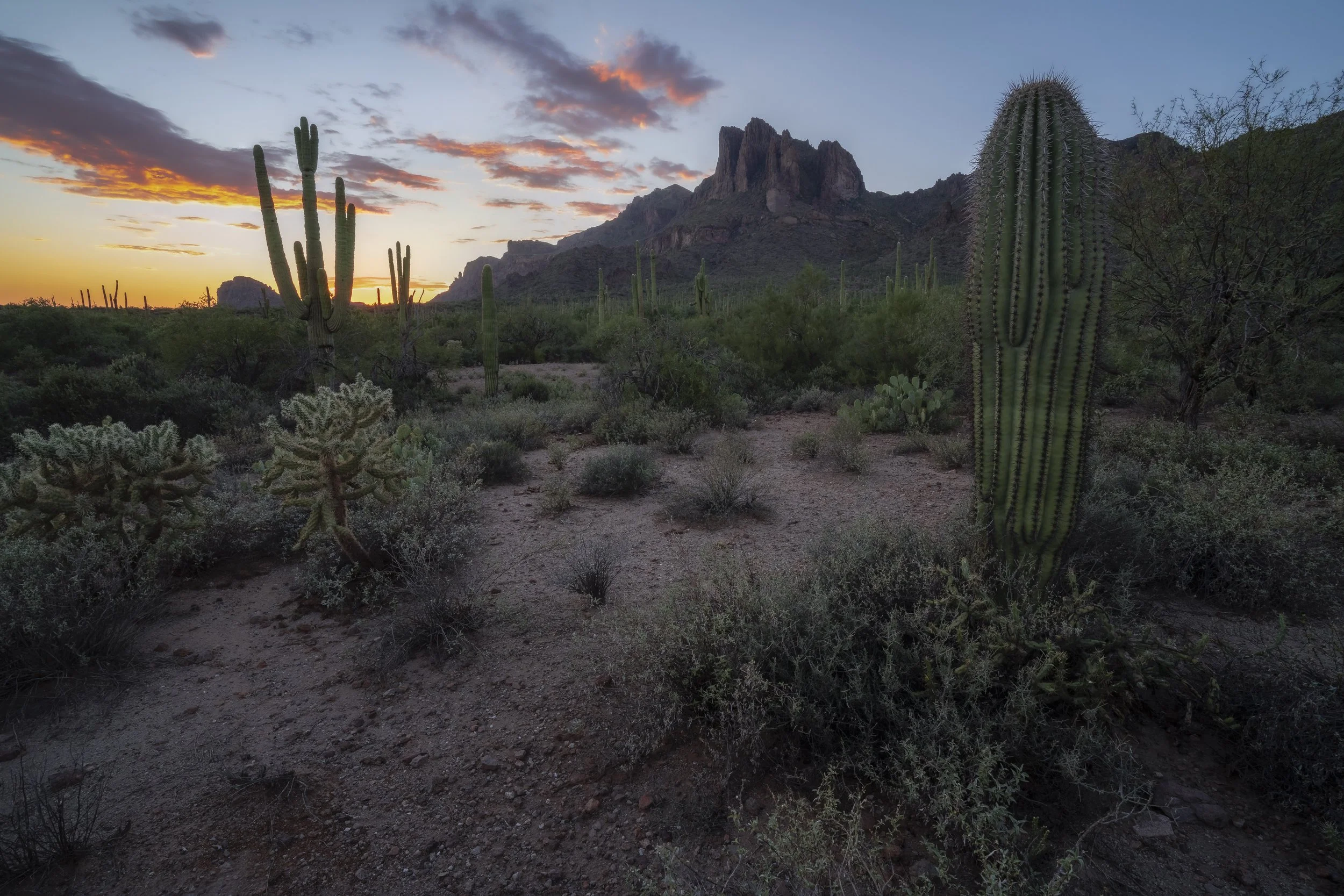 Superstition Mountains with cacti at sunset, Phoenix, USA
