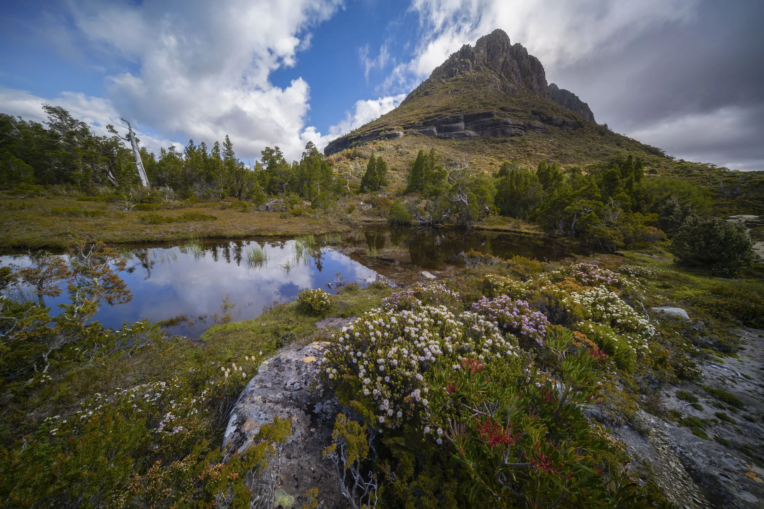 Little Horn at Cradle Mountain, Tasmania, featuring colorful alpine flowers in bloom with the mountain peaks in view