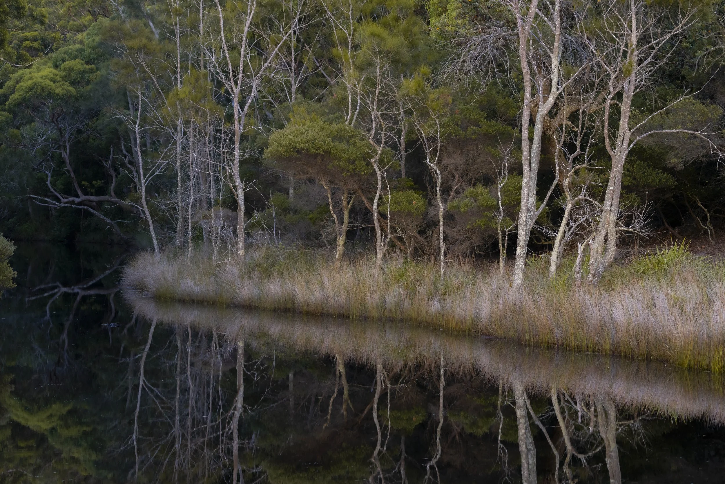 Trees reflected in the calm surface of a lake