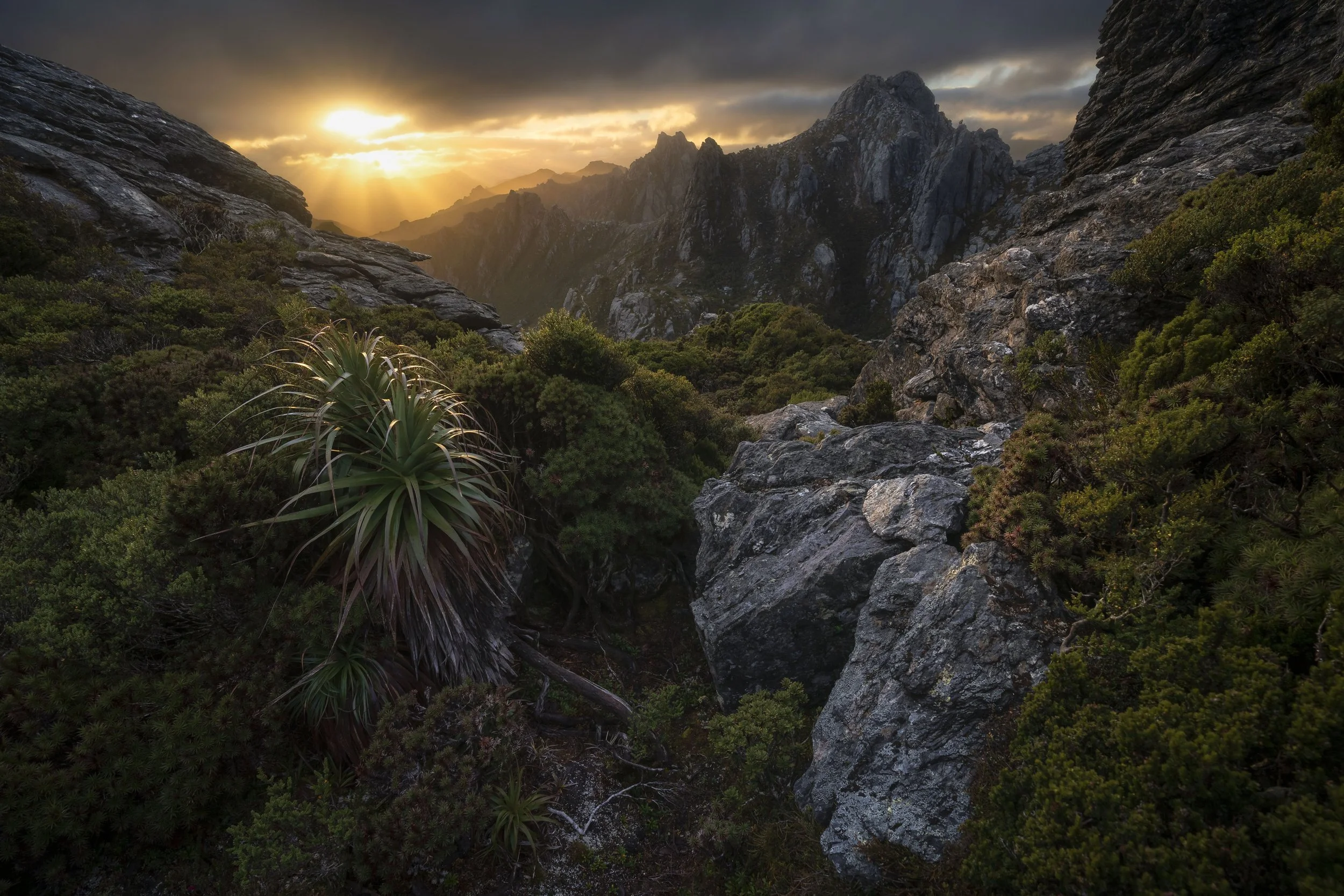 Southwest National Park in Tasmania at sunset, showing pandani plants and the remote, rugged wilderness under warm light