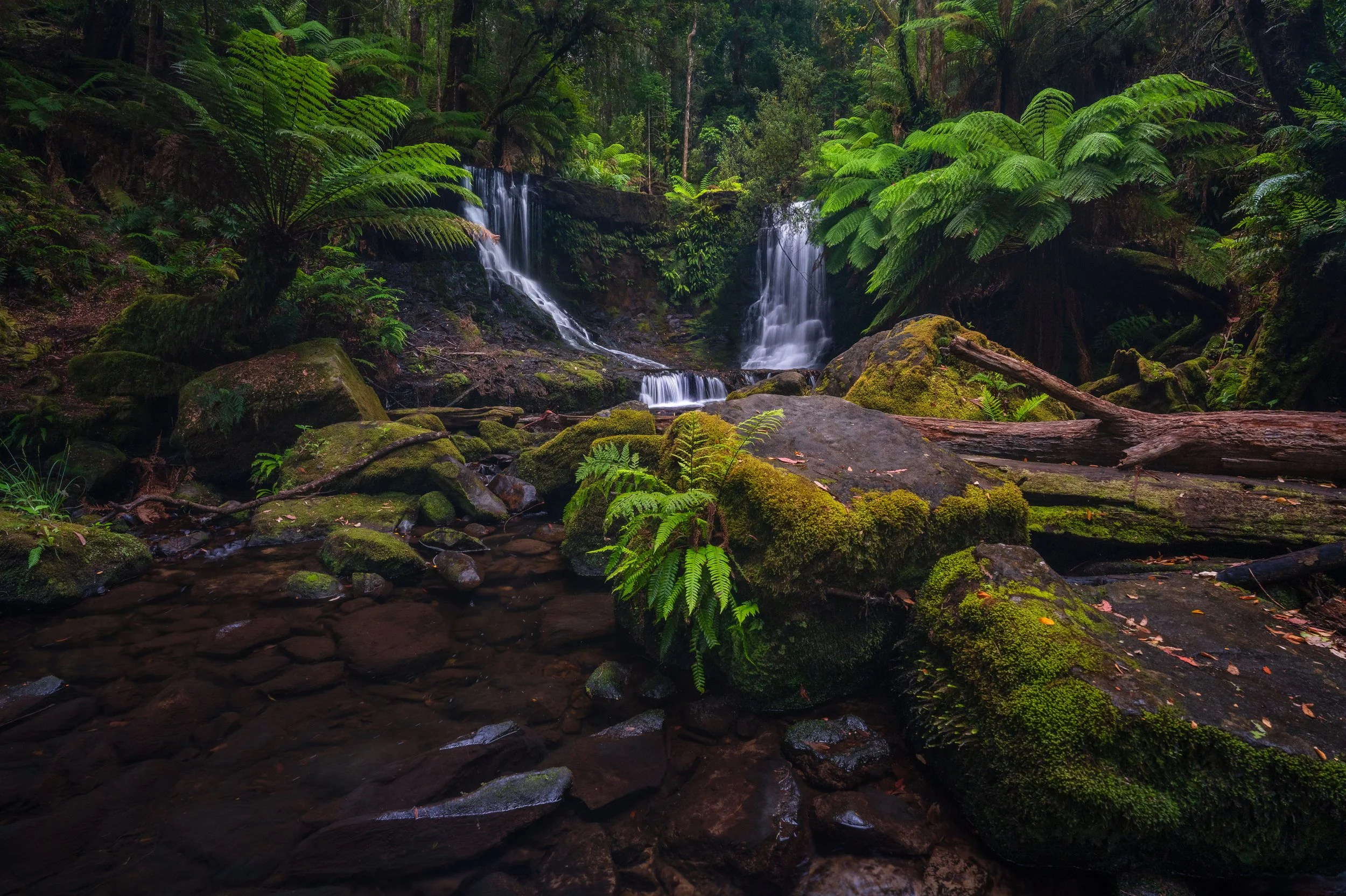Horseshoe Falls cascading through the forest, Tasmania