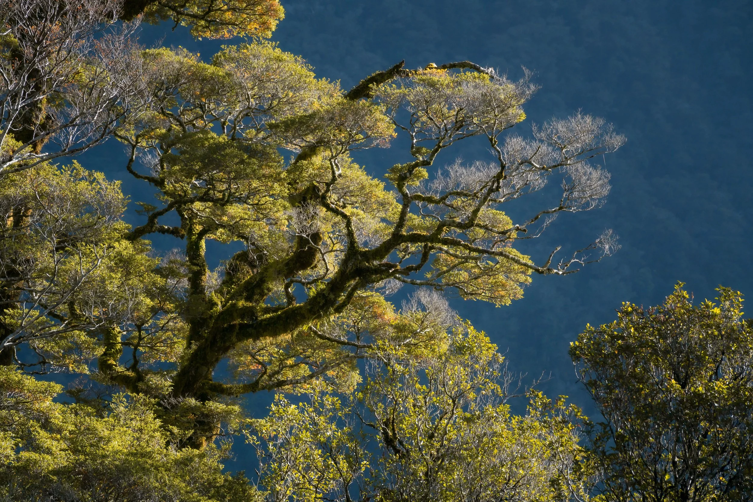 Moss-covered tree in Fiordland, New Zealand, surrounded by dense greenery