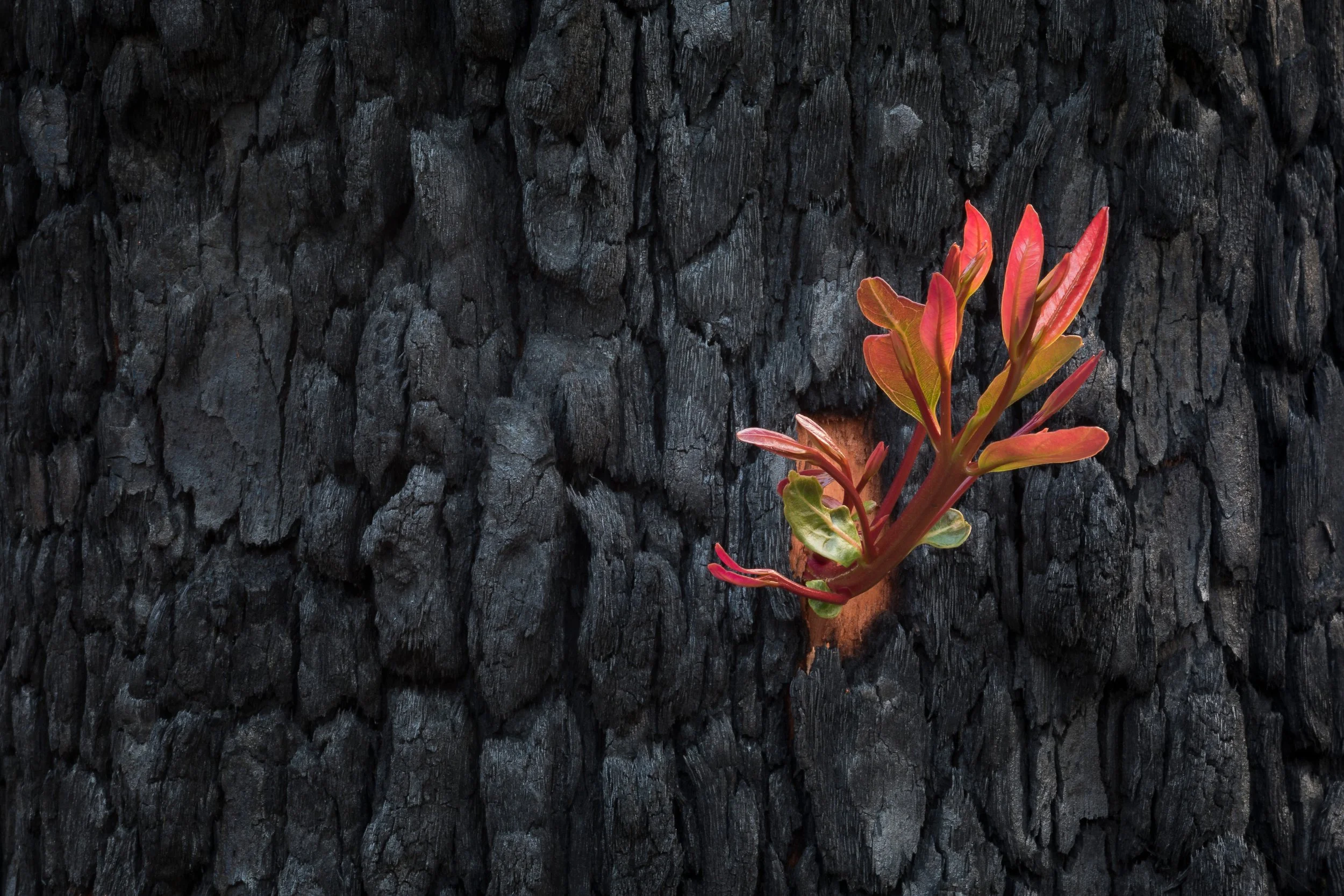 Resilience (2020) - Parma Creek Nature Reserve, Yerriyong, NSW, Australia.jpg