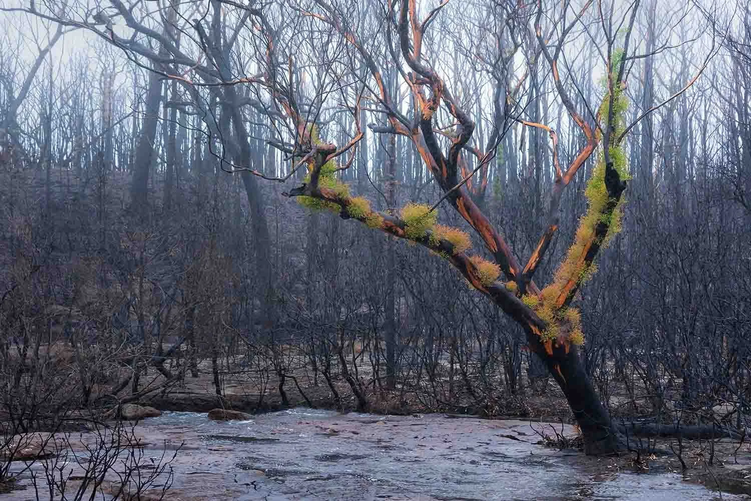 Single tree showing new green regrowth after a fire, standing in a charred landscape