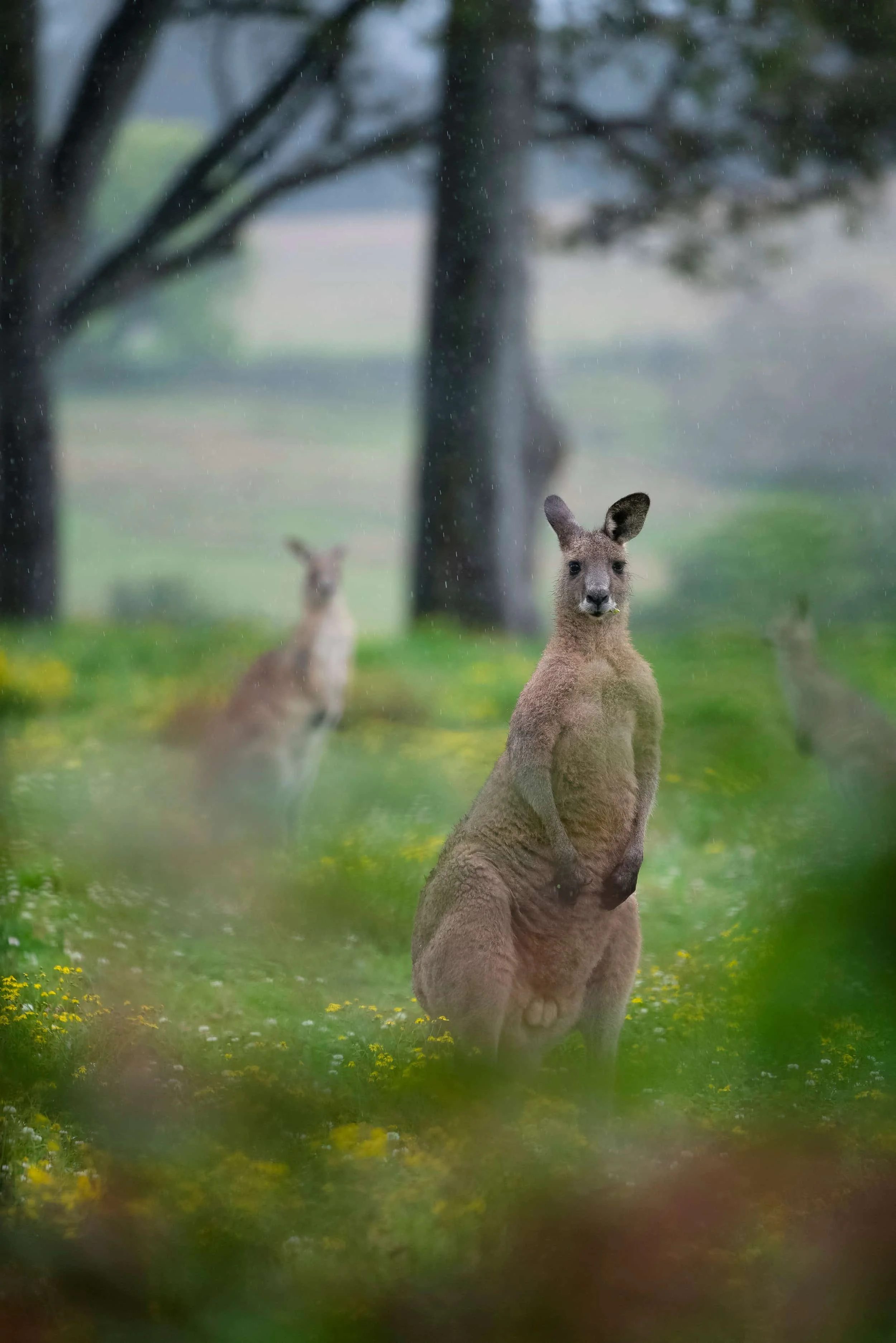 Kangaroos in the rain
