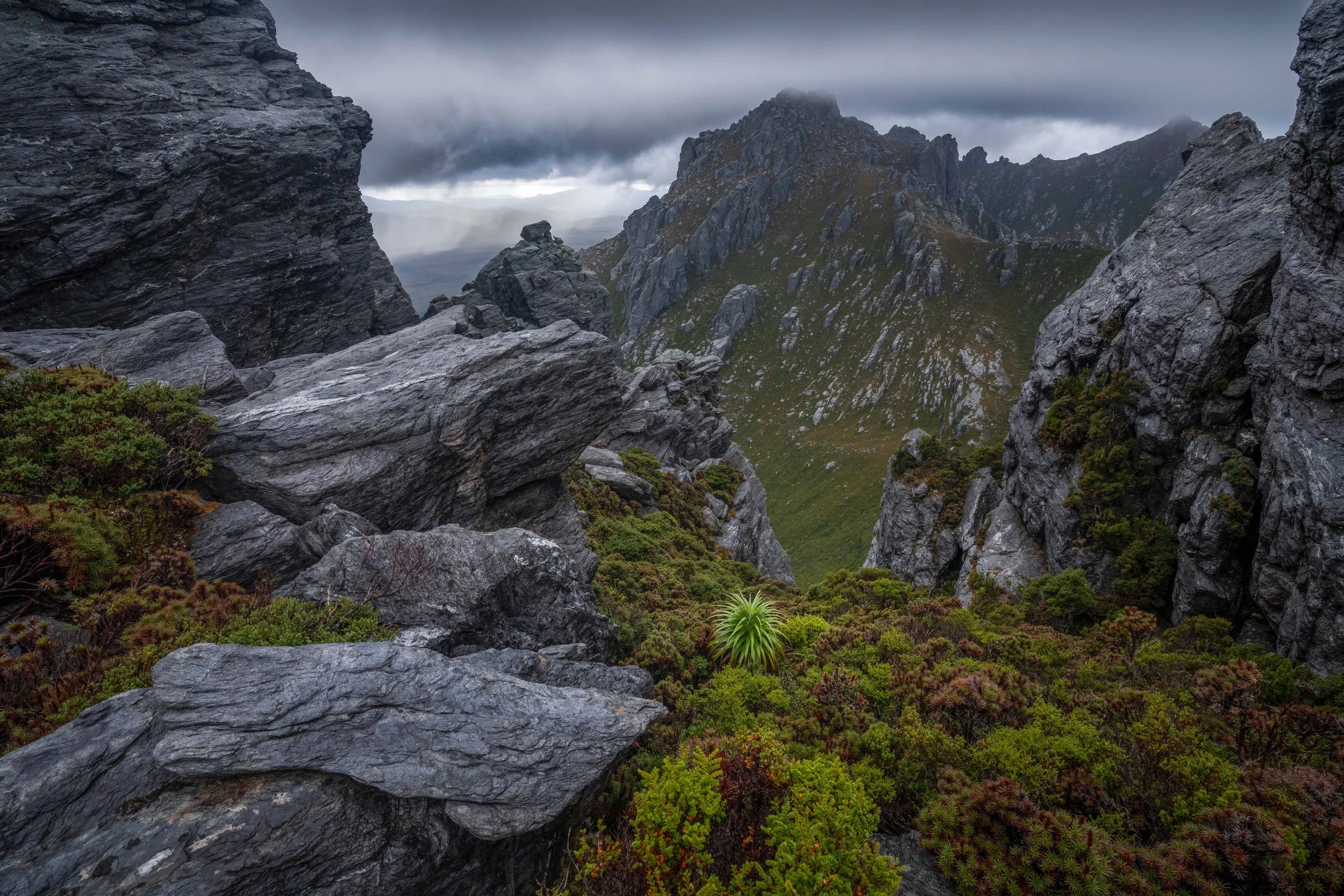Stormy skies over remote mountains in Tasmania with pandani plant in the foreground, highlighting rugged wilderness and dramatic weather