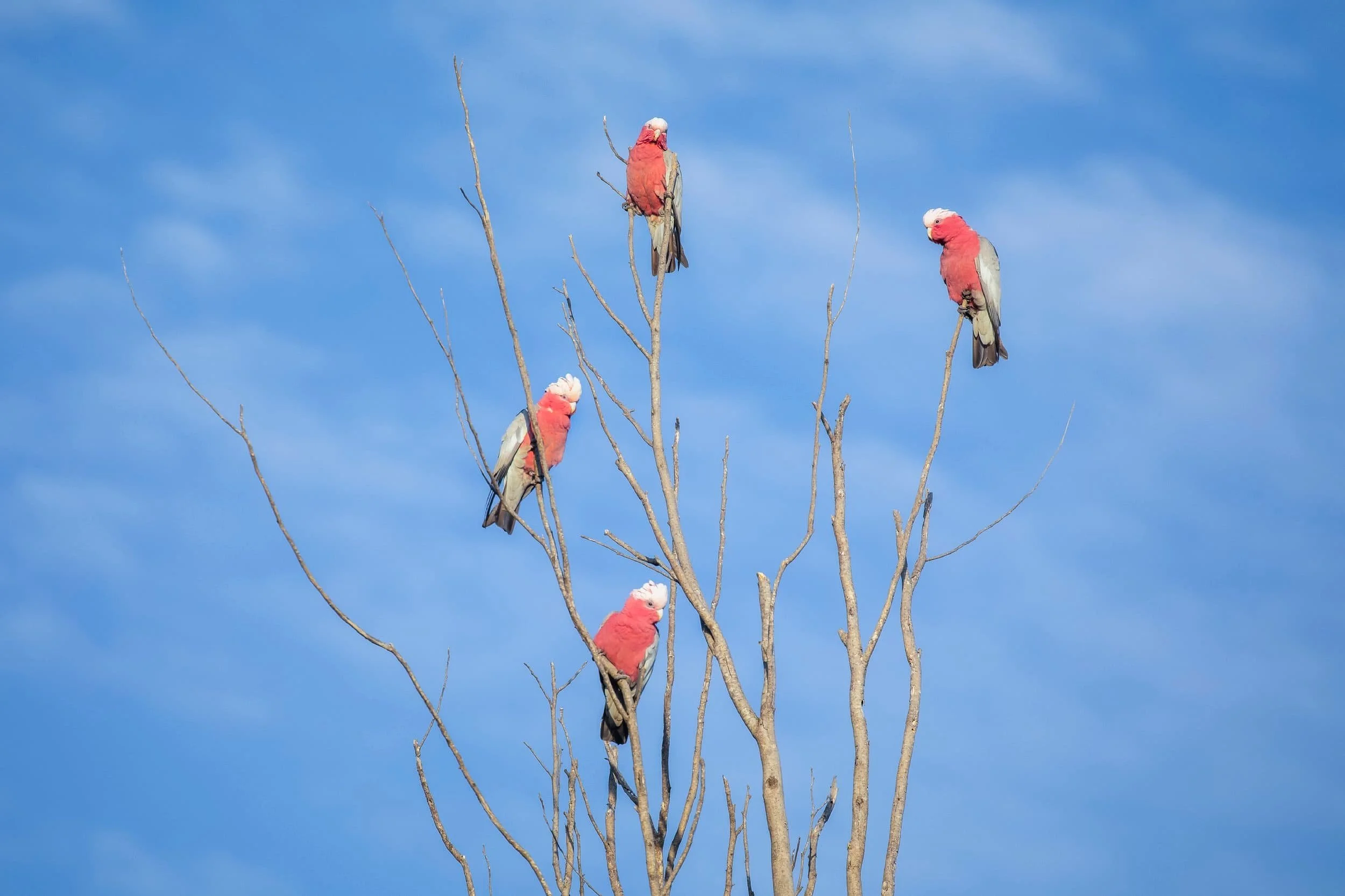 Four galahs perched in a tree
