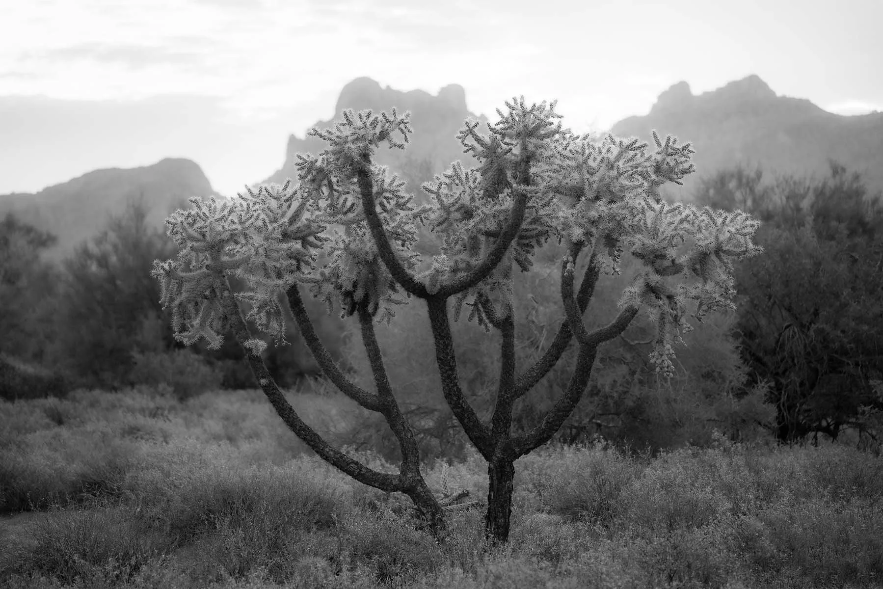 Black and white photograph of a cactus plant with detailed textures