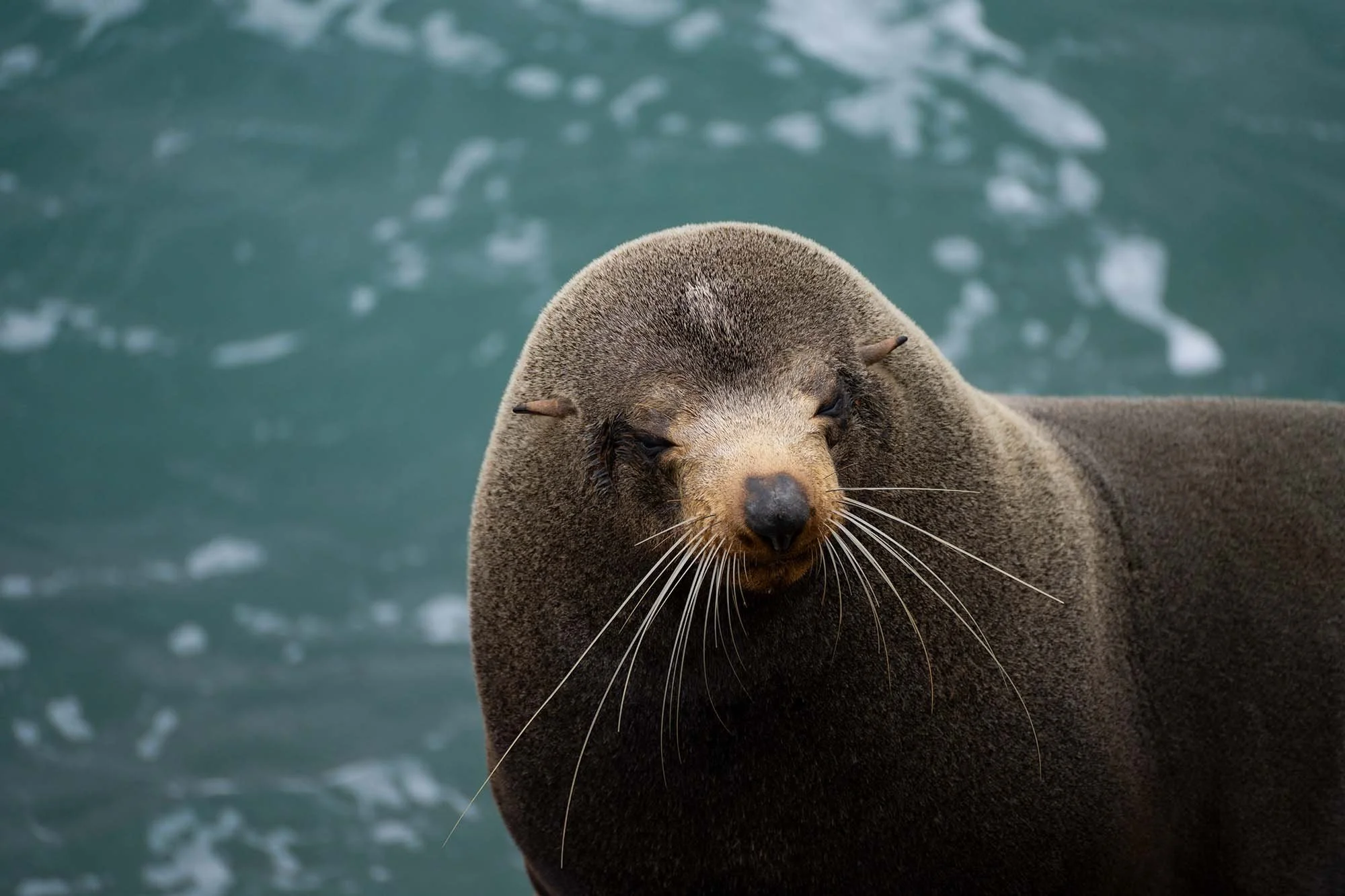 Close-up headshot of an Australian fur seal with dark eyes, whiskers, and wet brown fur against a blurred ocean background.