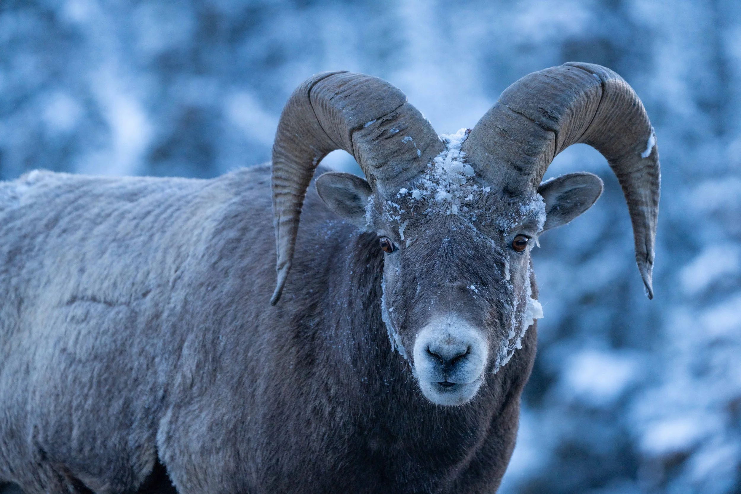 Close-up of a big horn sheep in winter snow