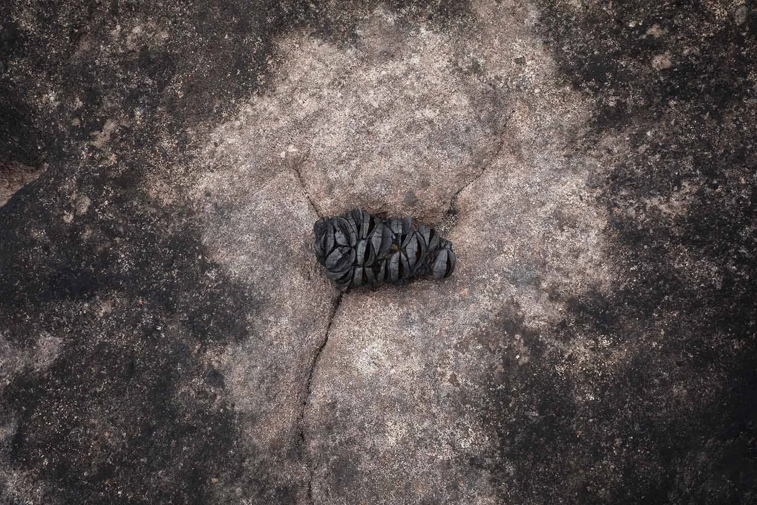 Burnt Banksia plant after a bushfire