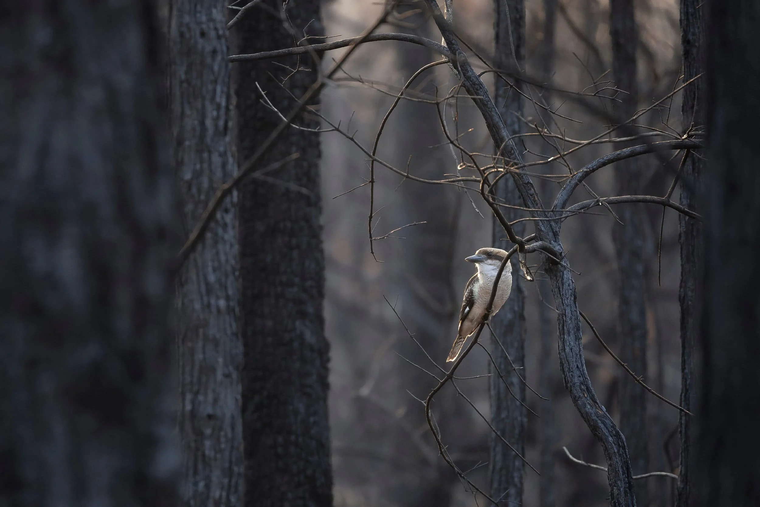 Kookaburra sitting on a branch in the fire affected bush