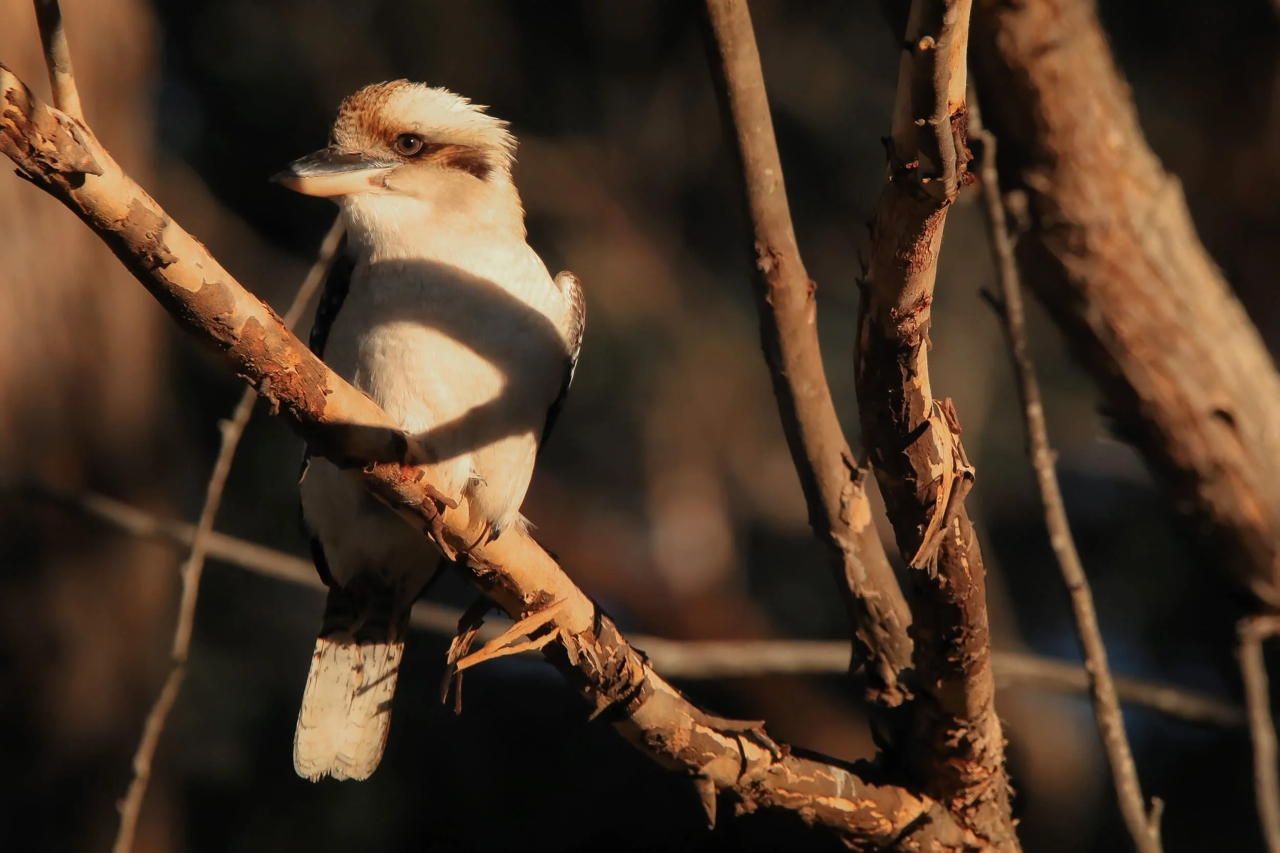 photograph of a kookaburra in shadows