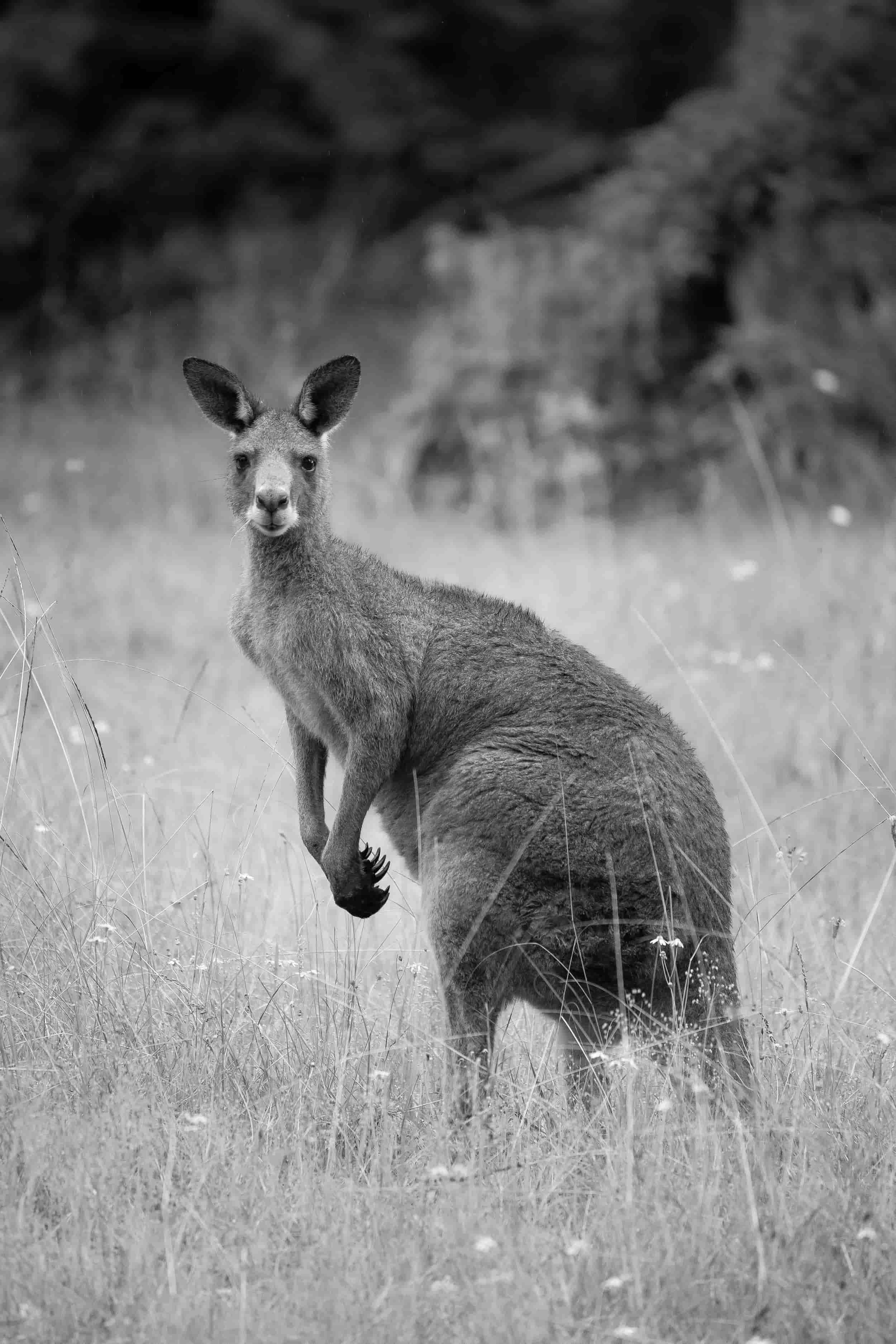 Black and white image of a kangaroo standing in the wild