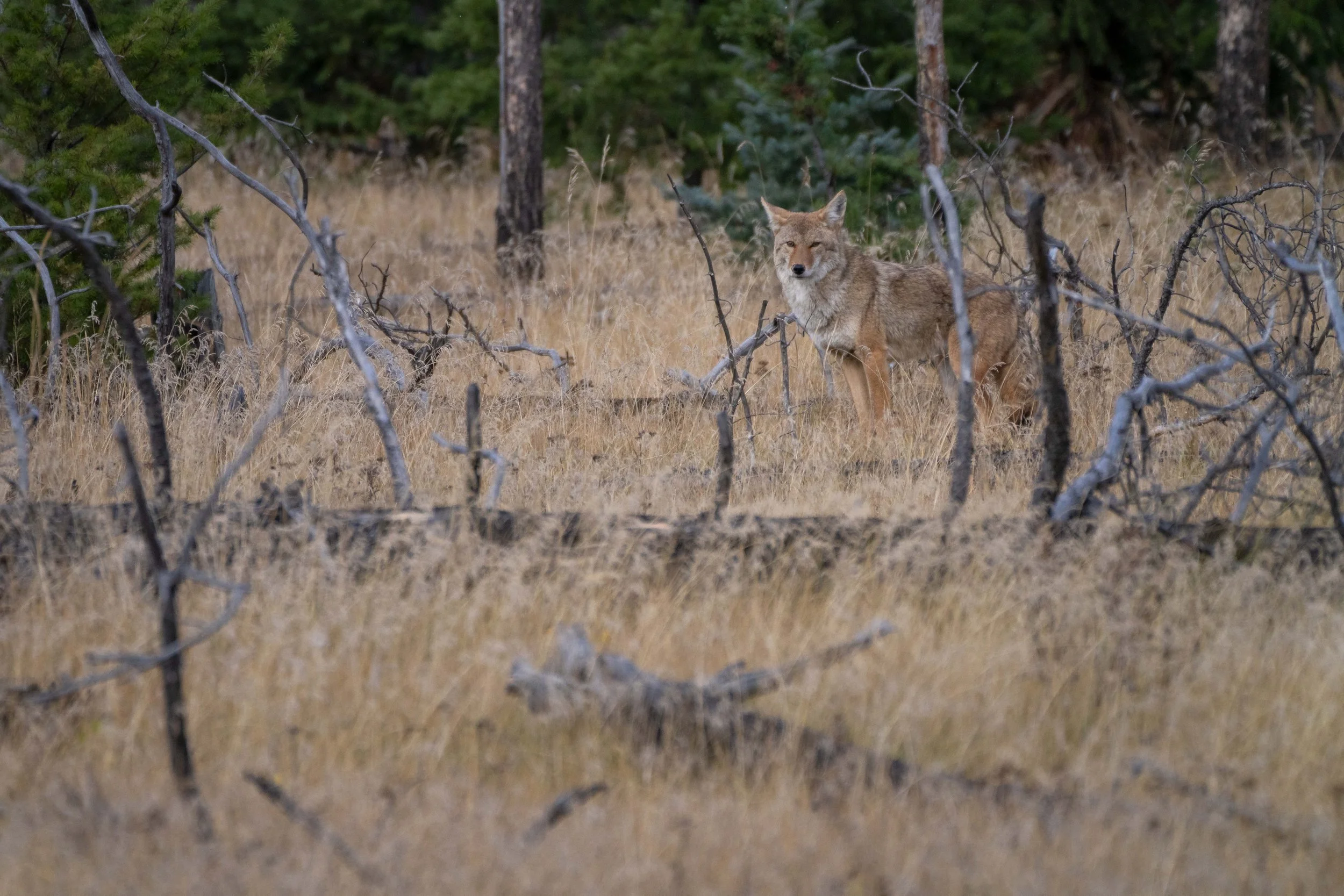 Master Of Disguise (2025) - Jasper, Alberta, Canada

 Buy Print 