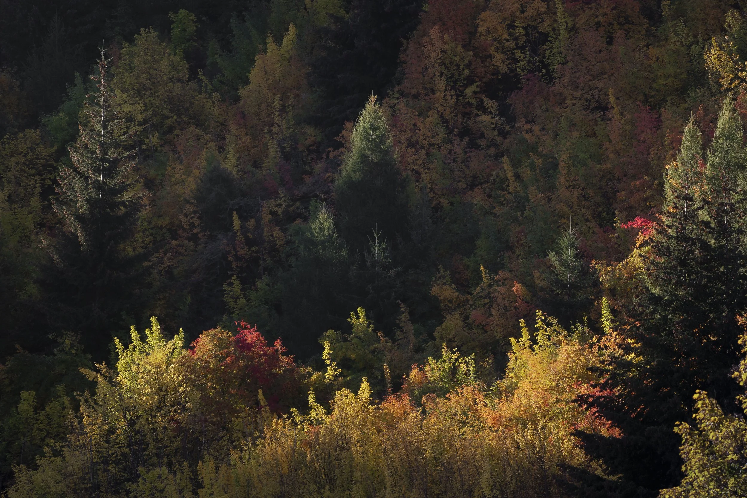 Arrowtown pine trees, New Zealand
