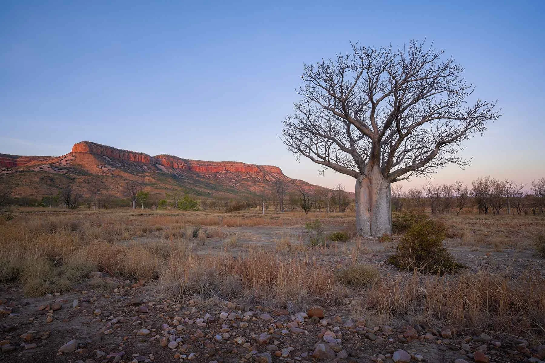 Single boab tree standing in front of the Cockburn Range under a clear sky