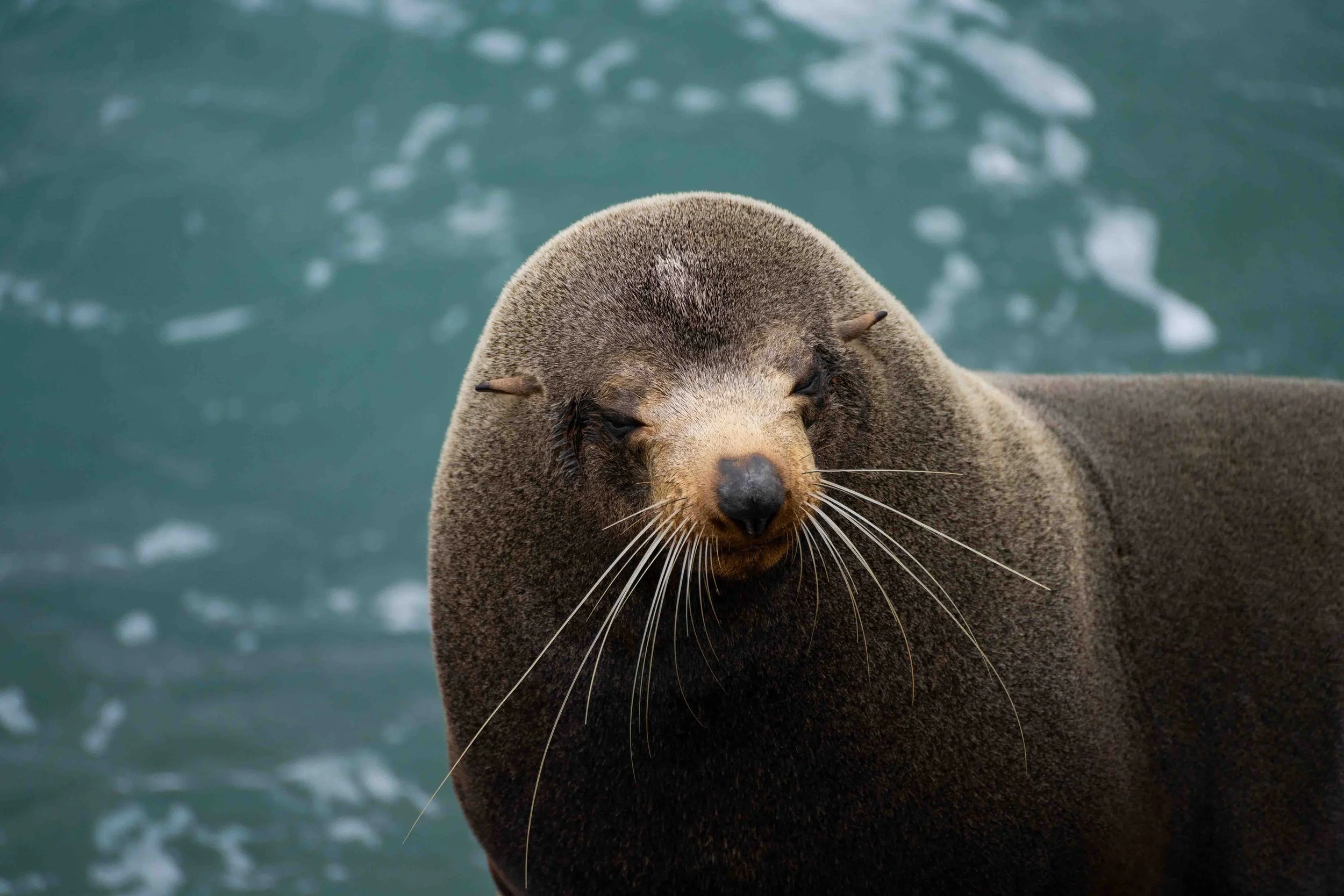 Whiskers (2025) - Narooma, NSW, Australia

 Buy Print 