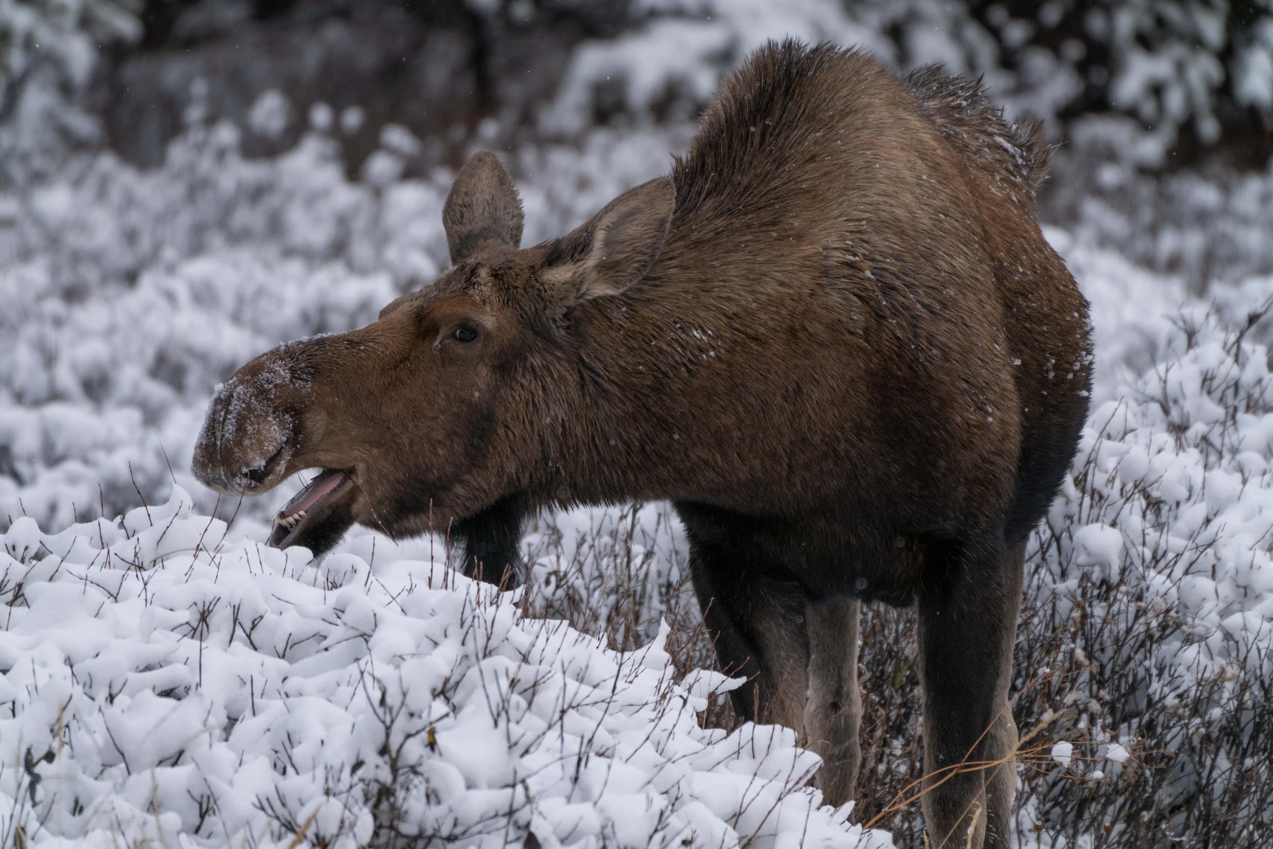Female moose standing in a snowy landscape