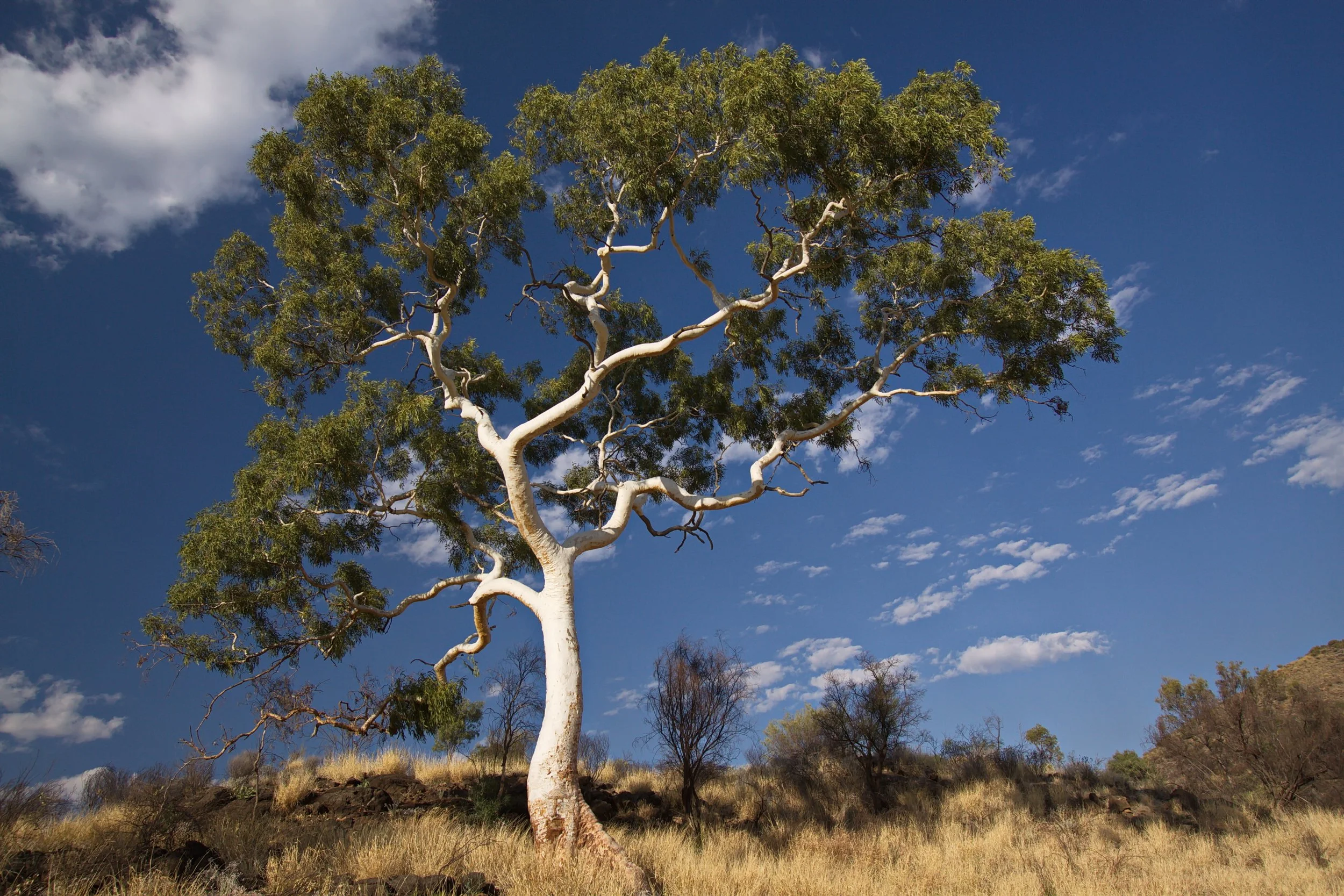 The smooth white trunk and twisting branches of a ghost gum tree in the Australian Outback.