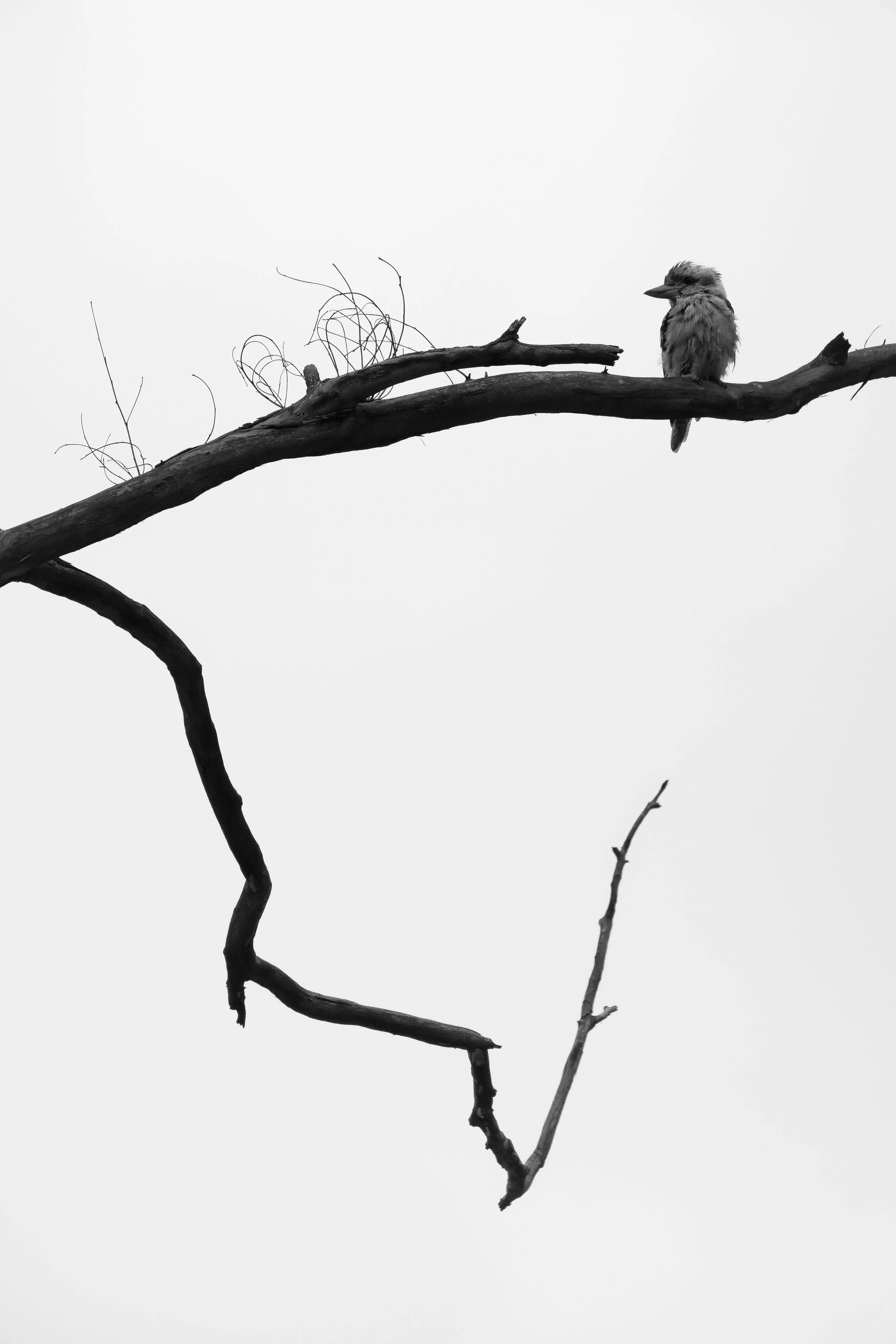 Black and white photograph of a kookaburra sitting on a branch