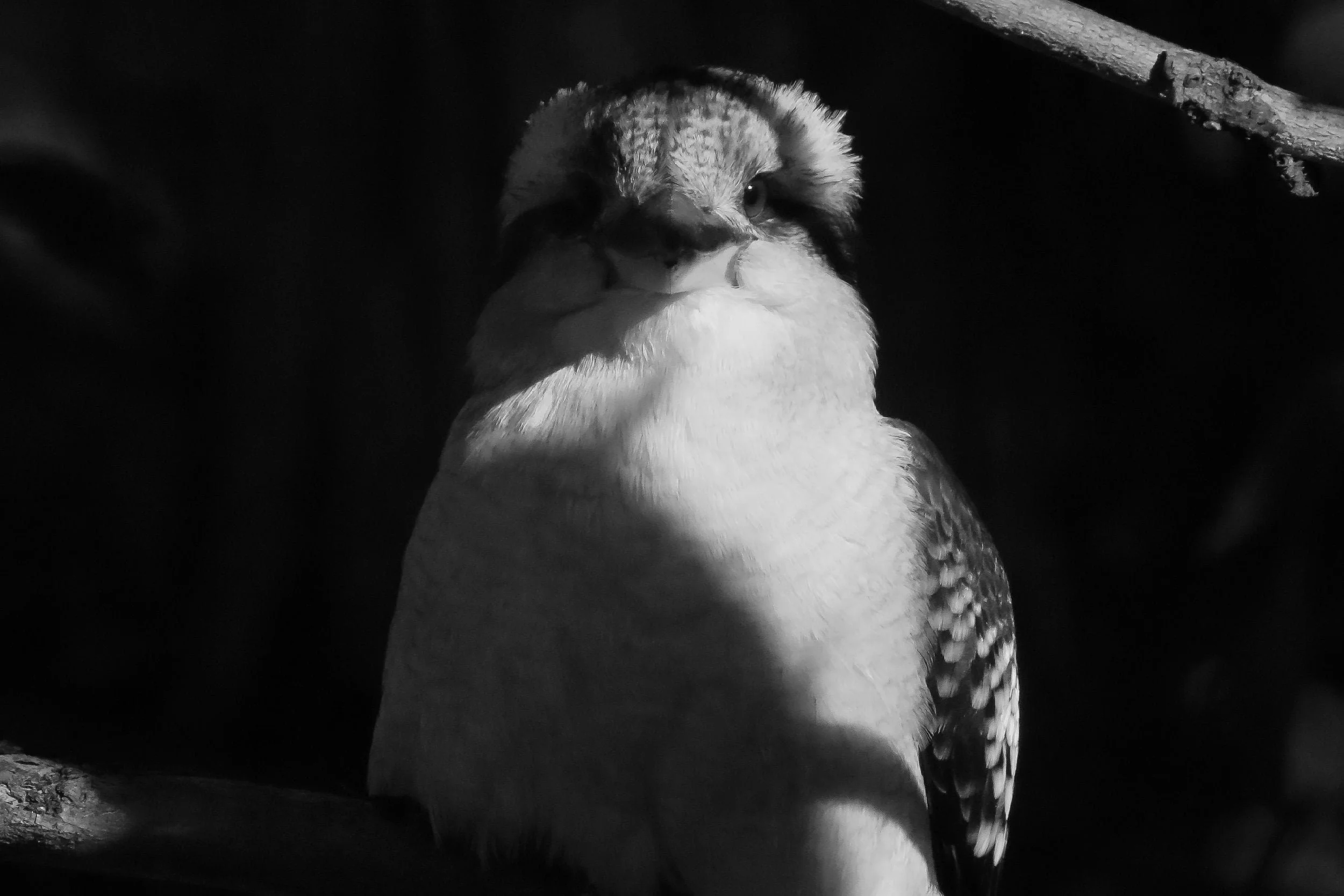 Black and white image of a kookaburra perched in shadowed branches