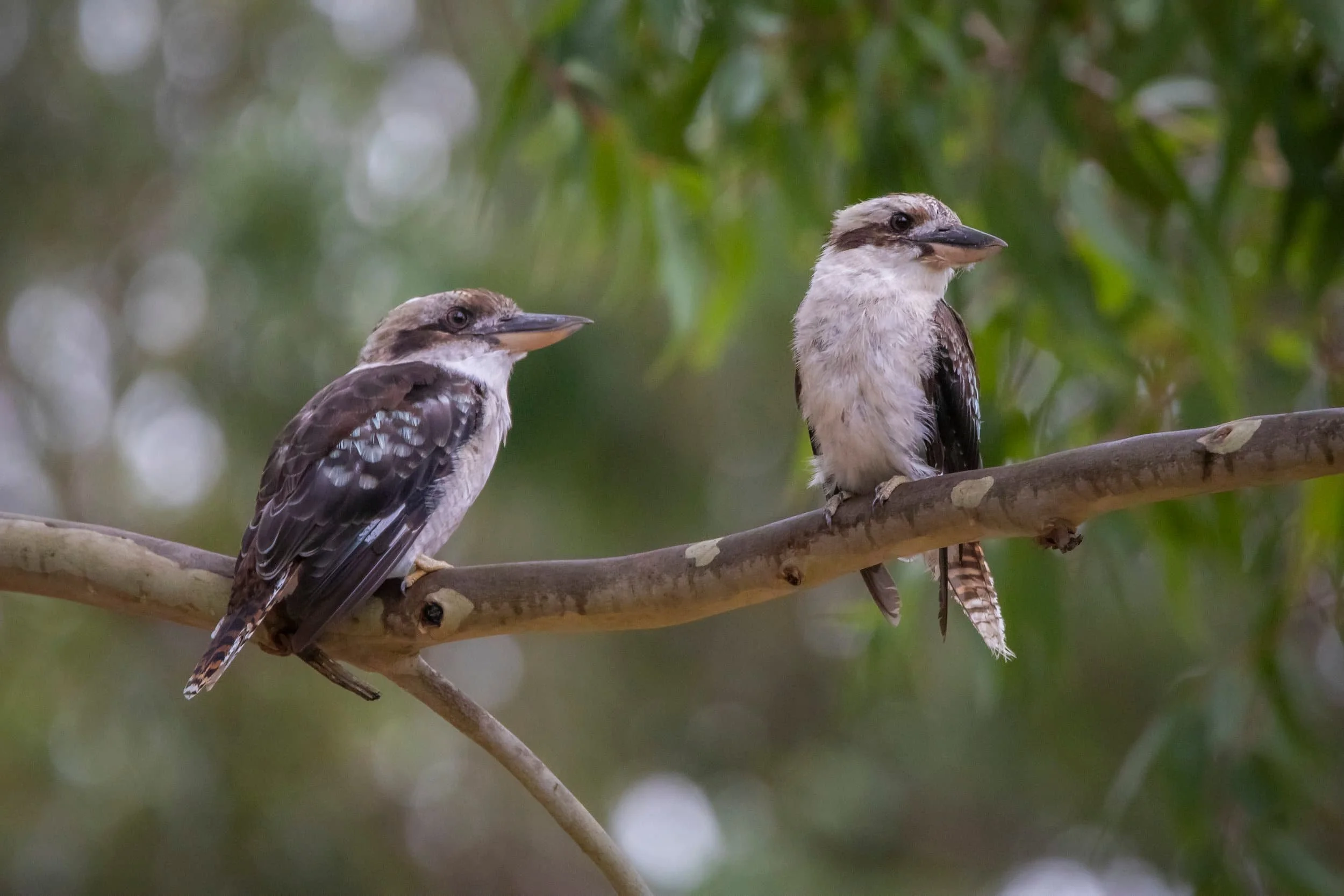 Two kookaburras on a branch with forest background