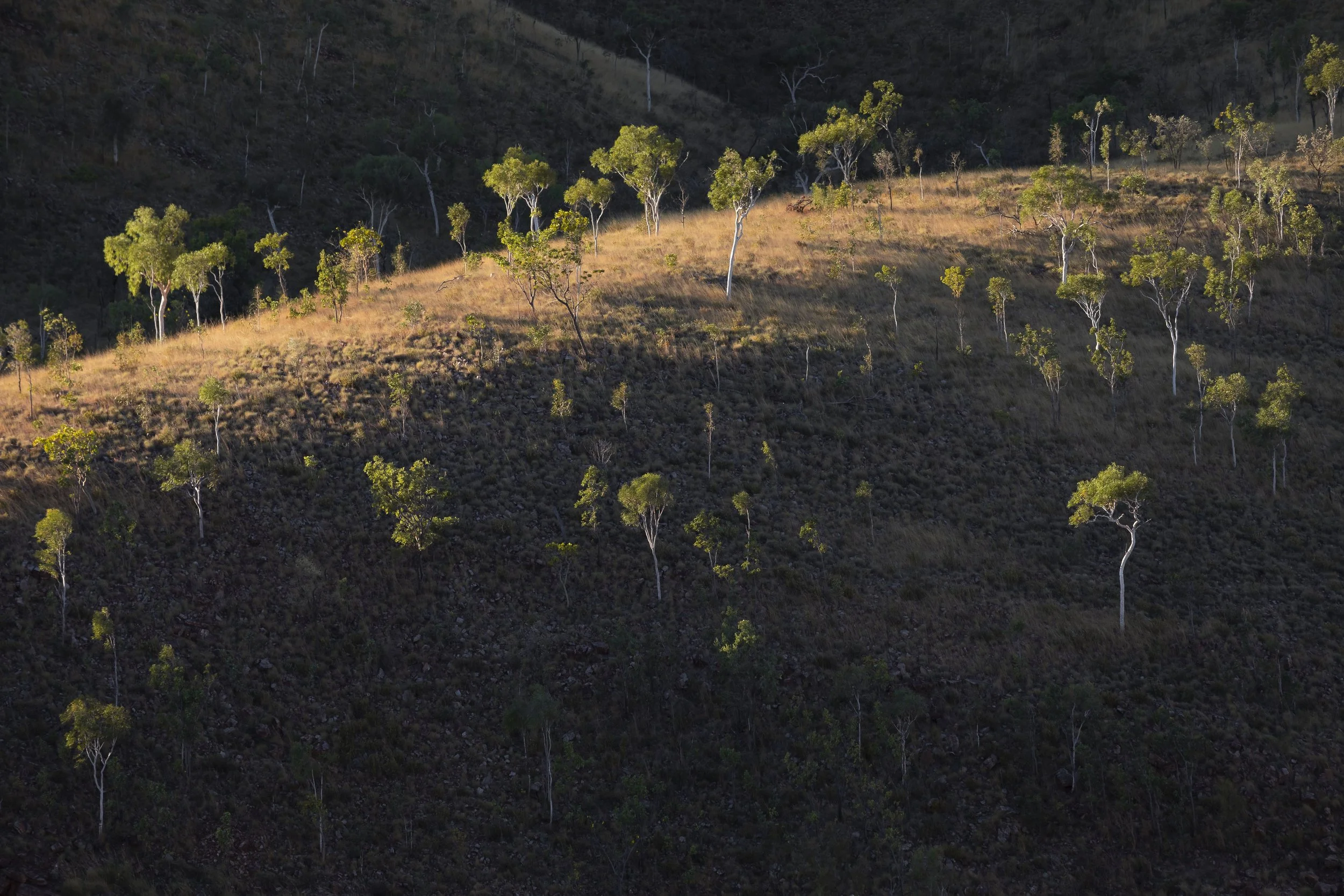 Eucalyptus trees at sunset